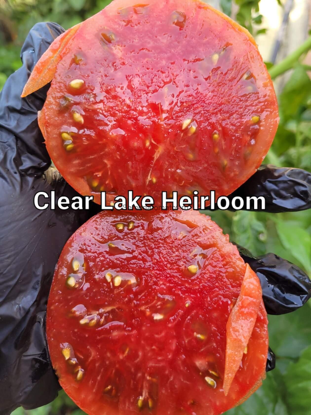 Clear Lake Heirloom (Реликвия Чистого Озера) — изображение 2
