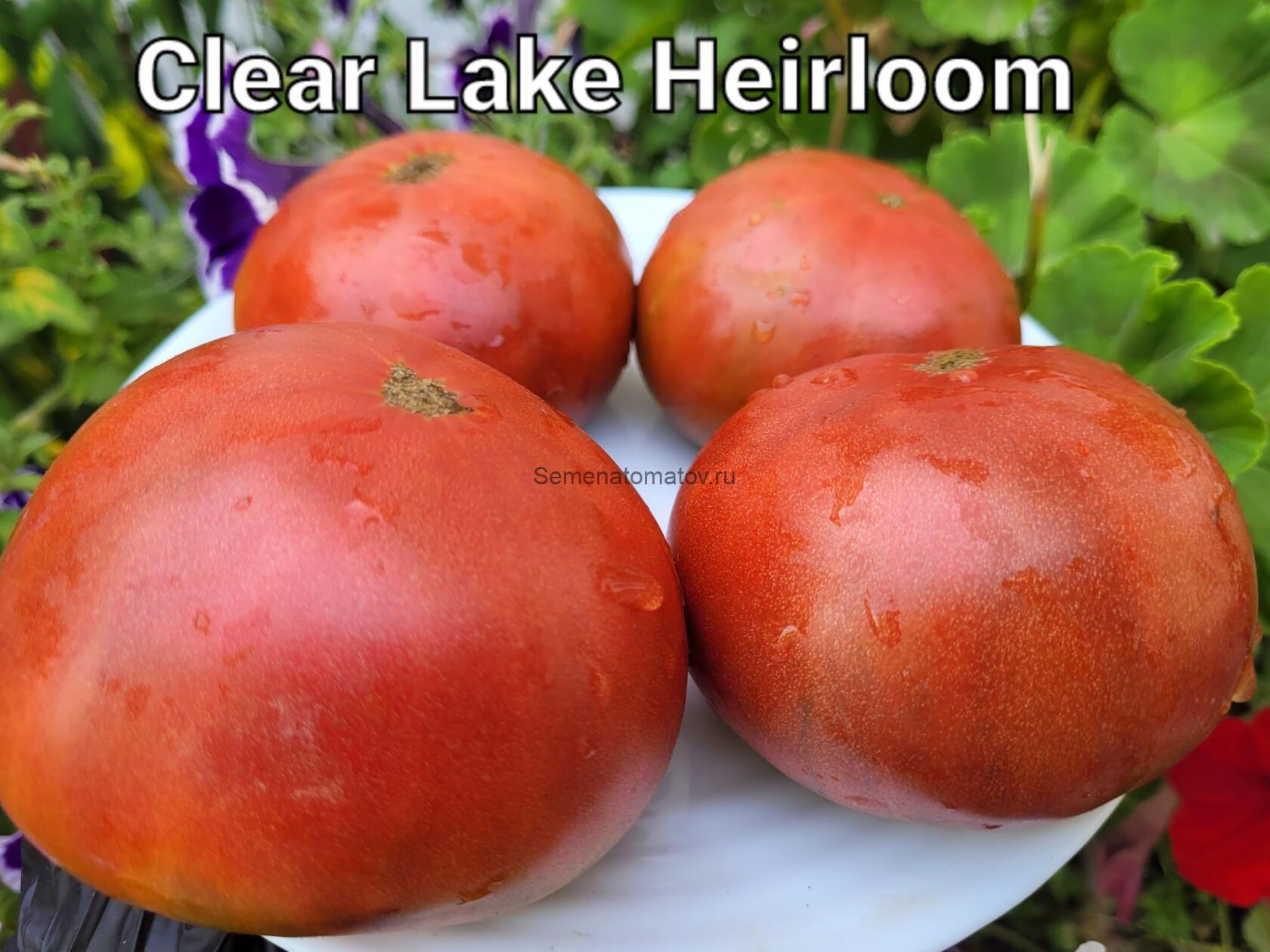 Clear Lake Heirloom (Реликвия Чистого Озера)