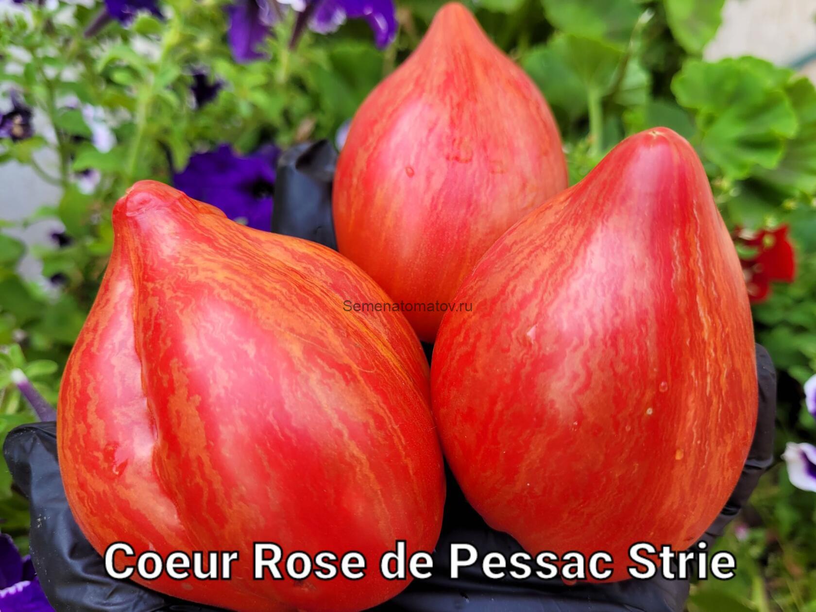 Coeur Rose de Pessac Strie Розовое сердце Пессака Полосатое