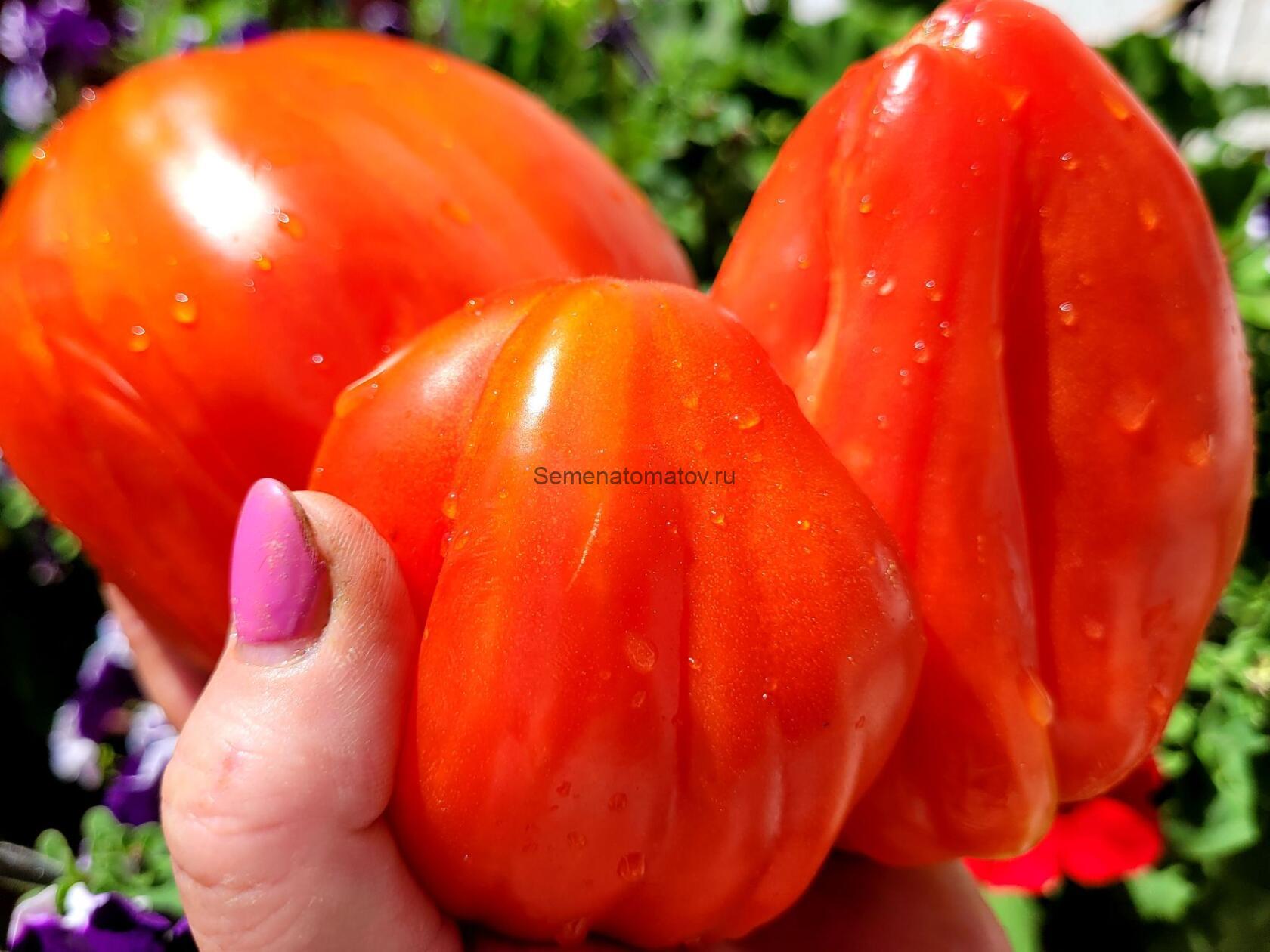 Coeur de Boeuf de Nice (Бычье сердце из Ниццы)