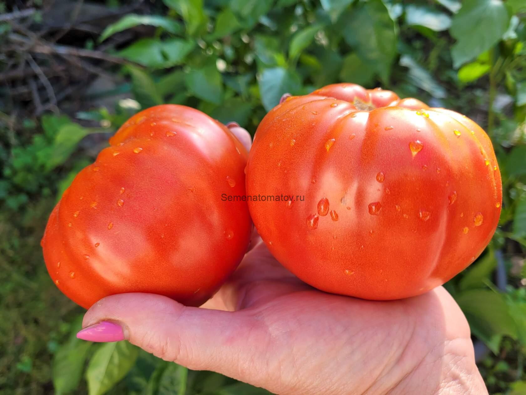 Correze Коррез