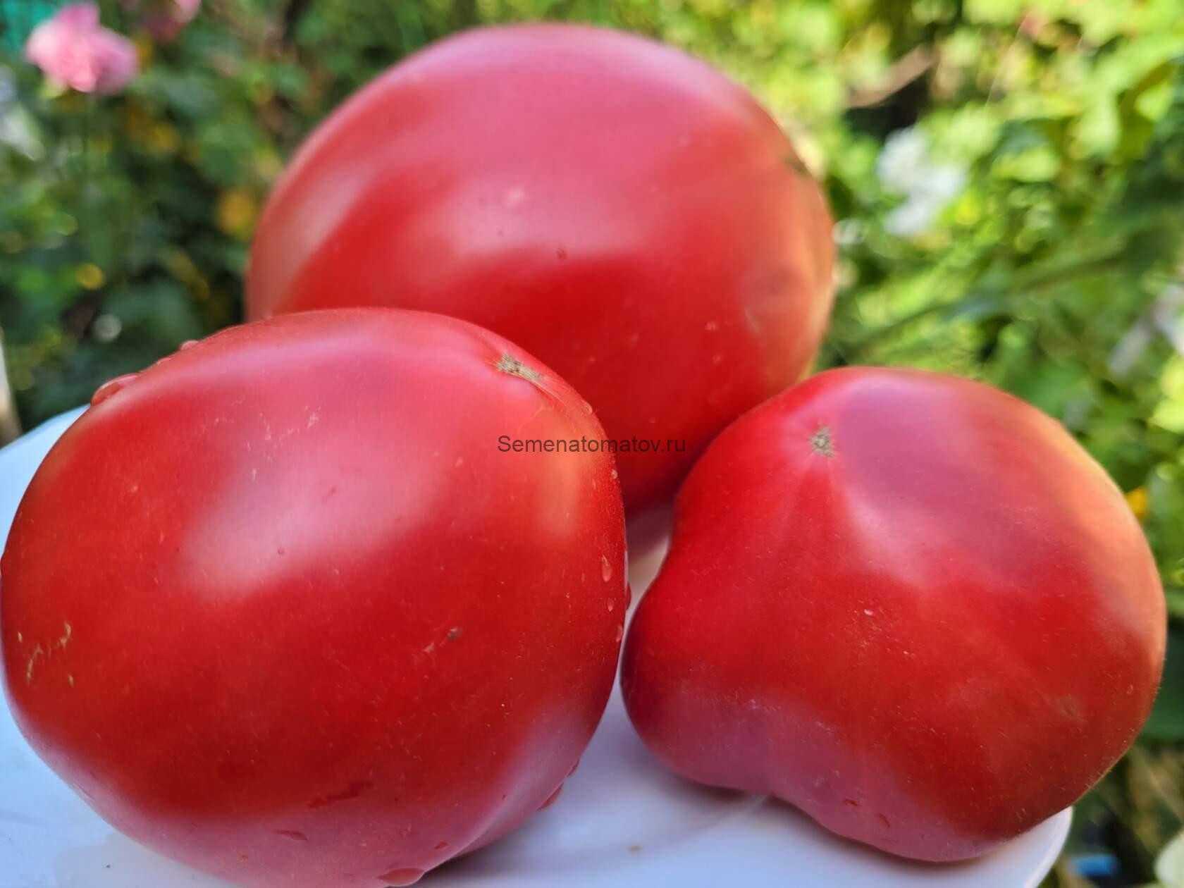 Cuore di Bue Gressi / Сердце быка Гресси