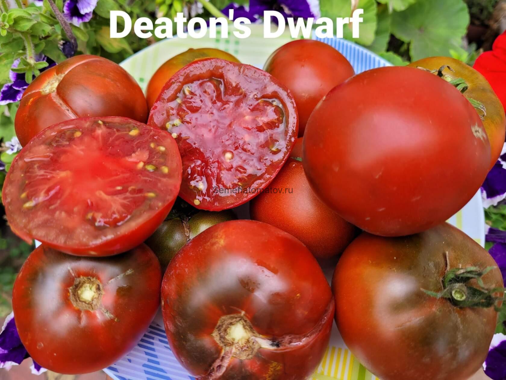 .Deaton's Dwarf Tomato-Карлик Дитона
