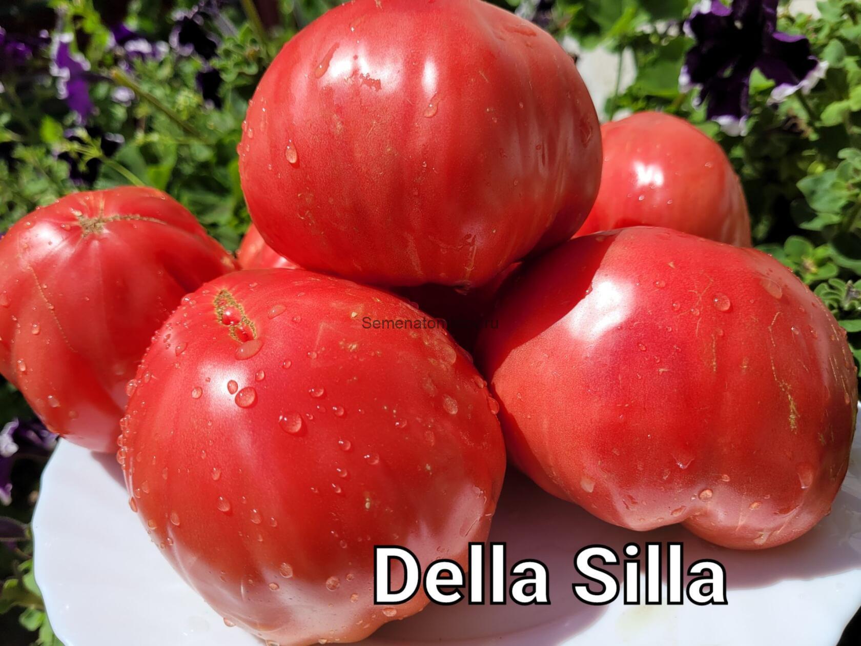Pomodoro Della Sila (Томат силы), Италия
