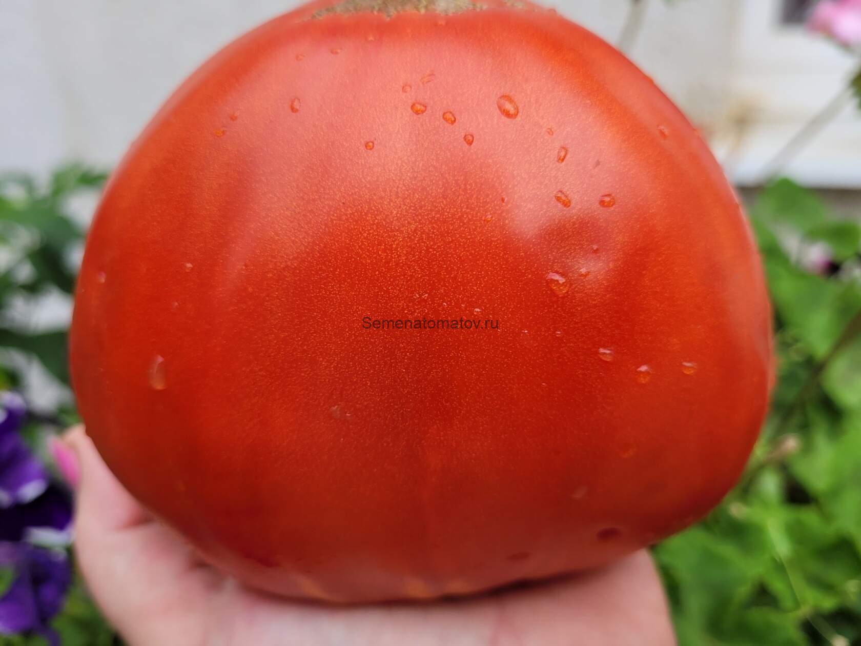 Бриллиант Опедисано ( Diamante Oppedisano , США) — изображение 2