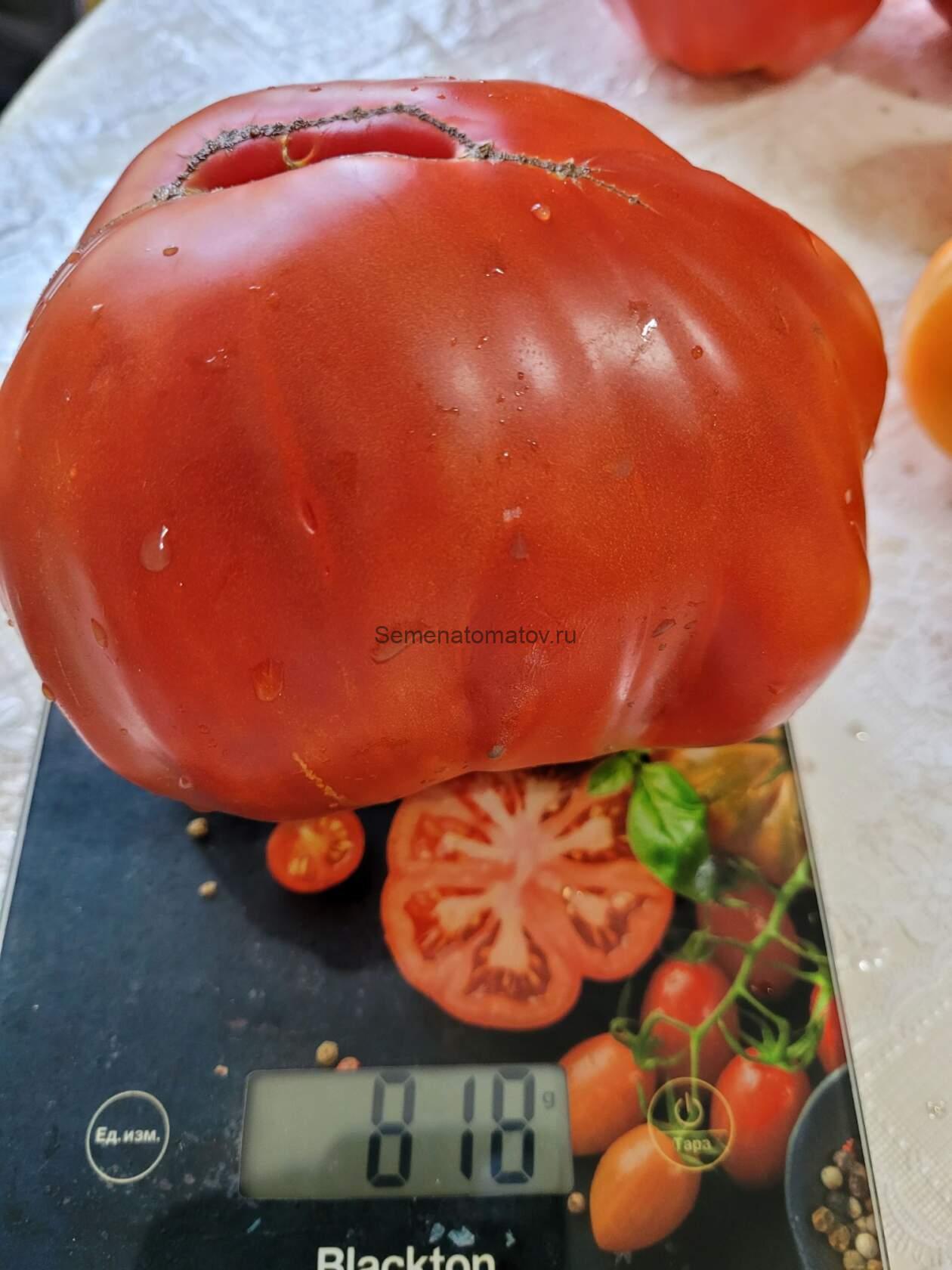 Бриллиант Опедисано ( Diamante Oppedisano , США)