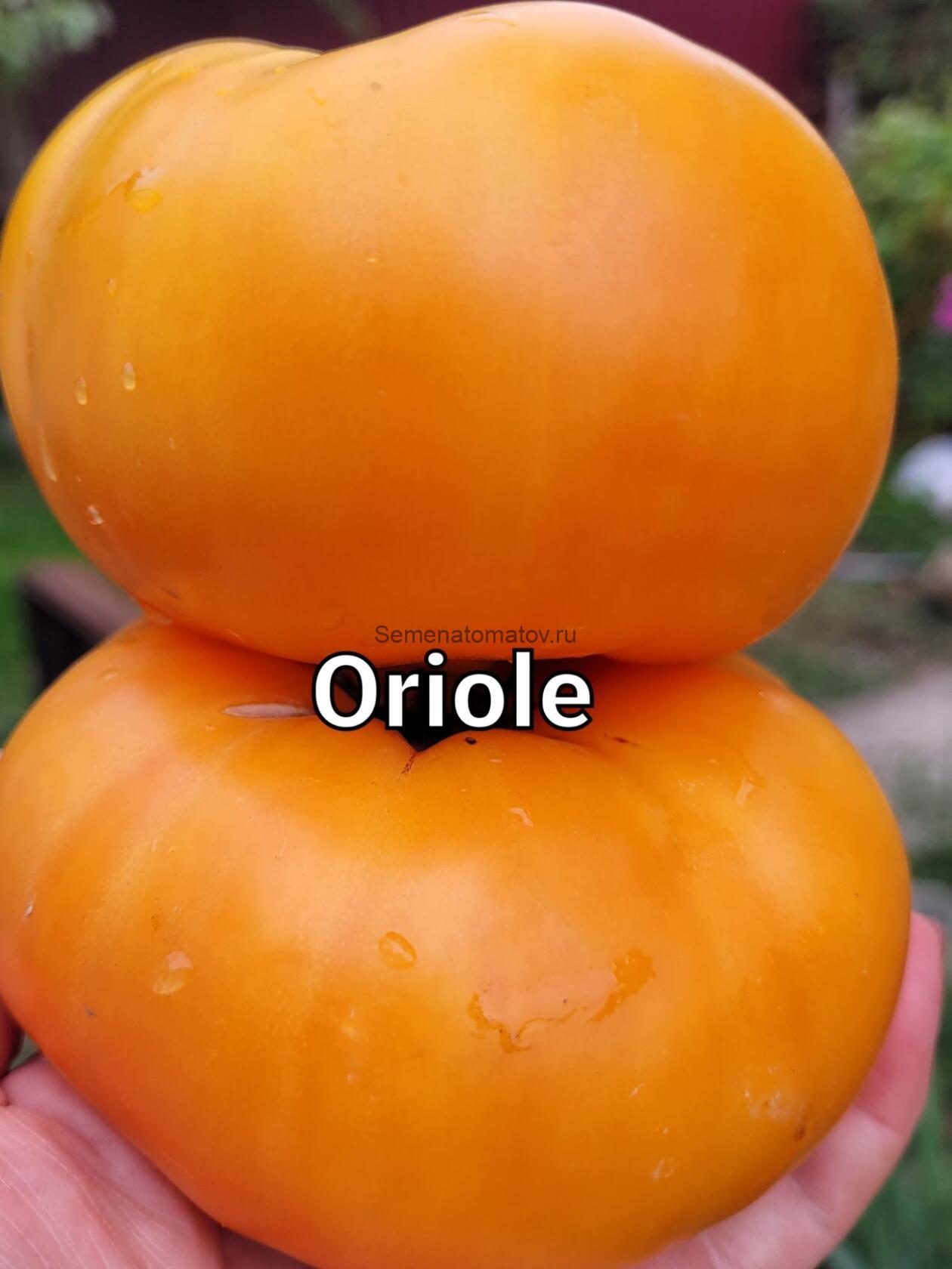 Dwarf Oriole  Гном Иволга