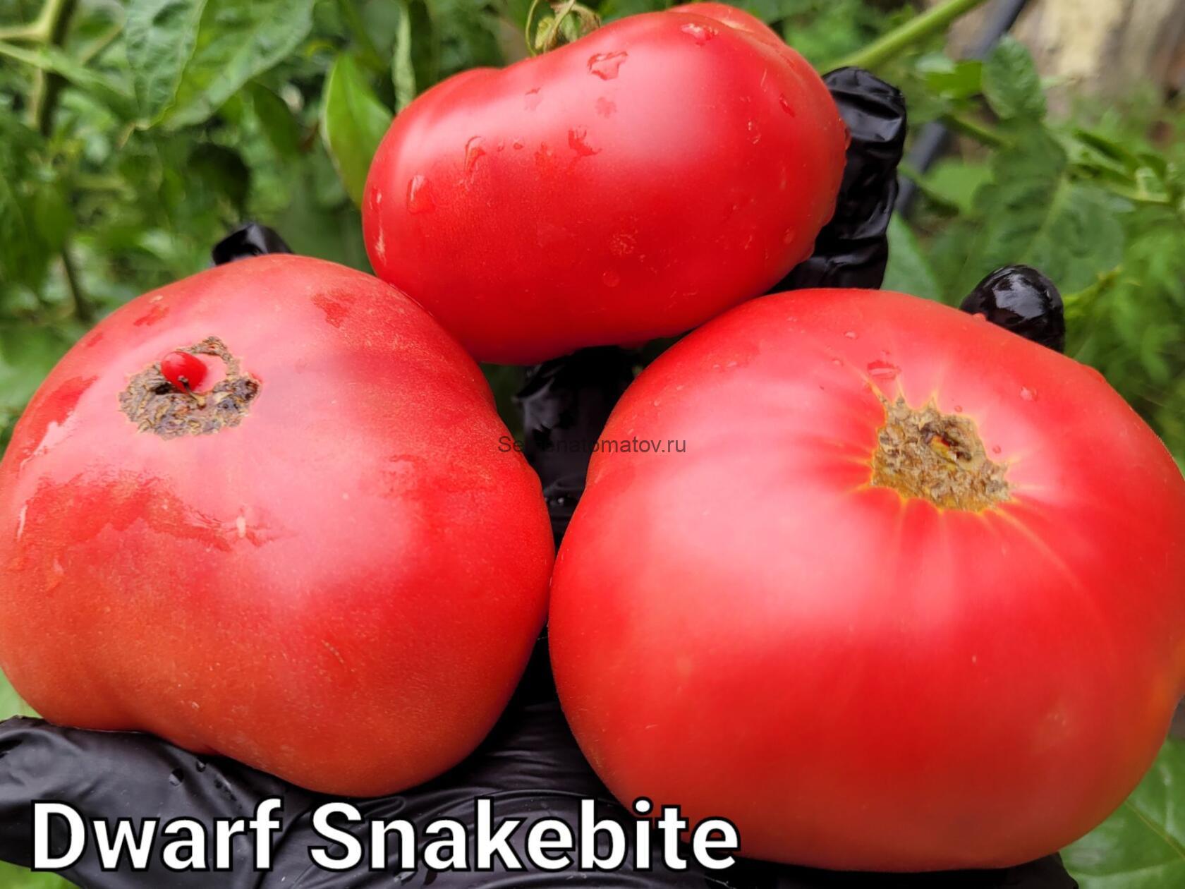 Dwarf Snakebite (Гном Укус Змеи)США