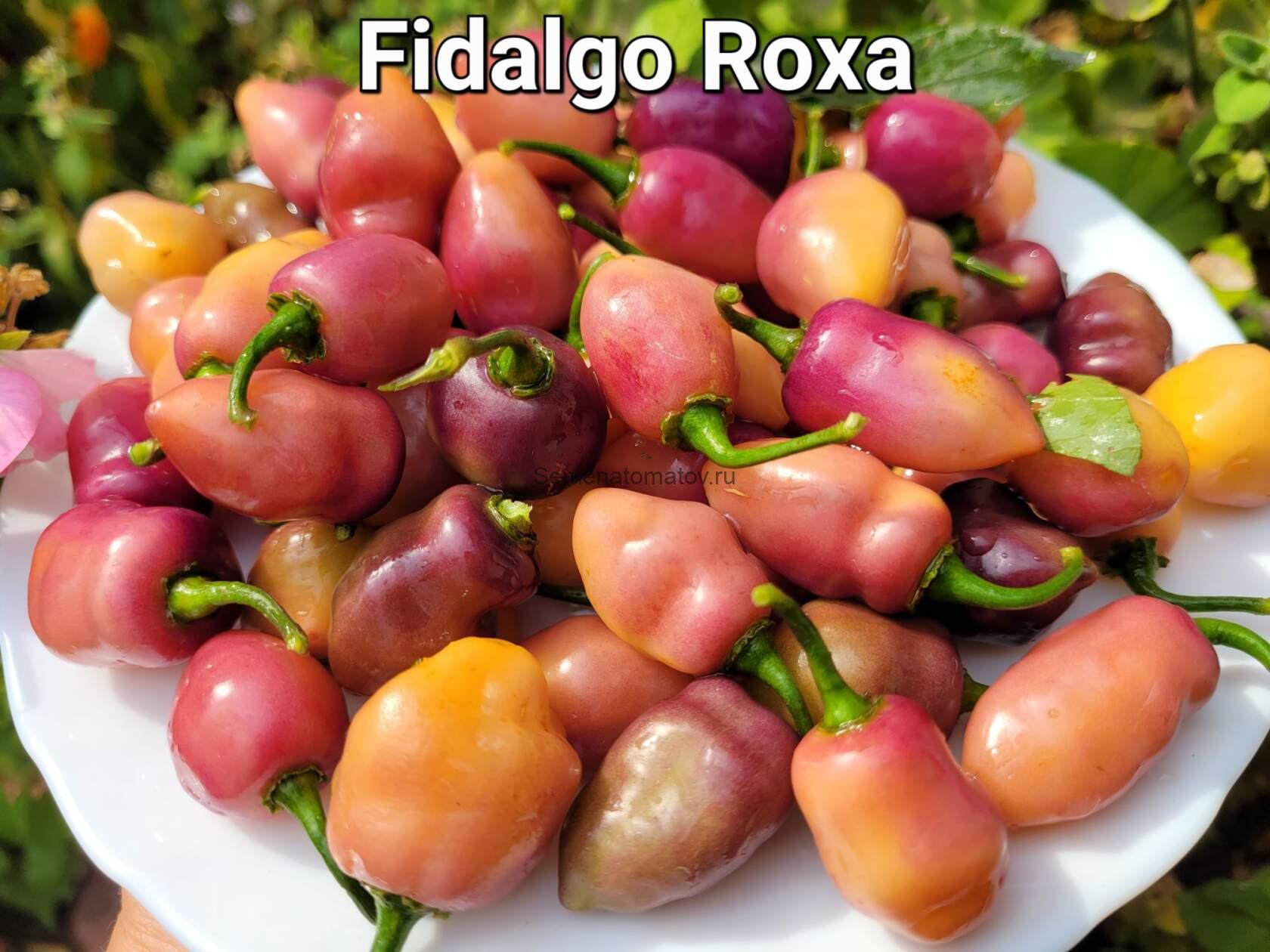 Fidalgo Roxa