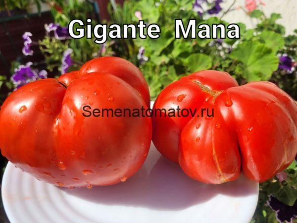 GIGANTE MANA- Гигант Мана Италия