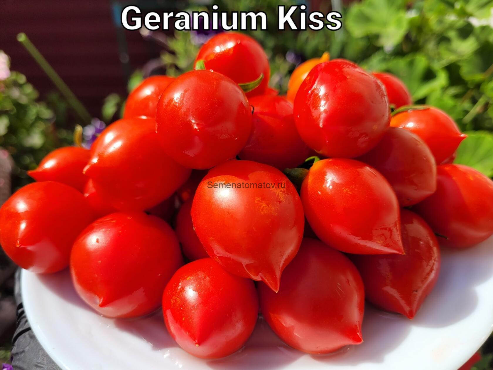 Geranium Kiss - Поцелуй герани