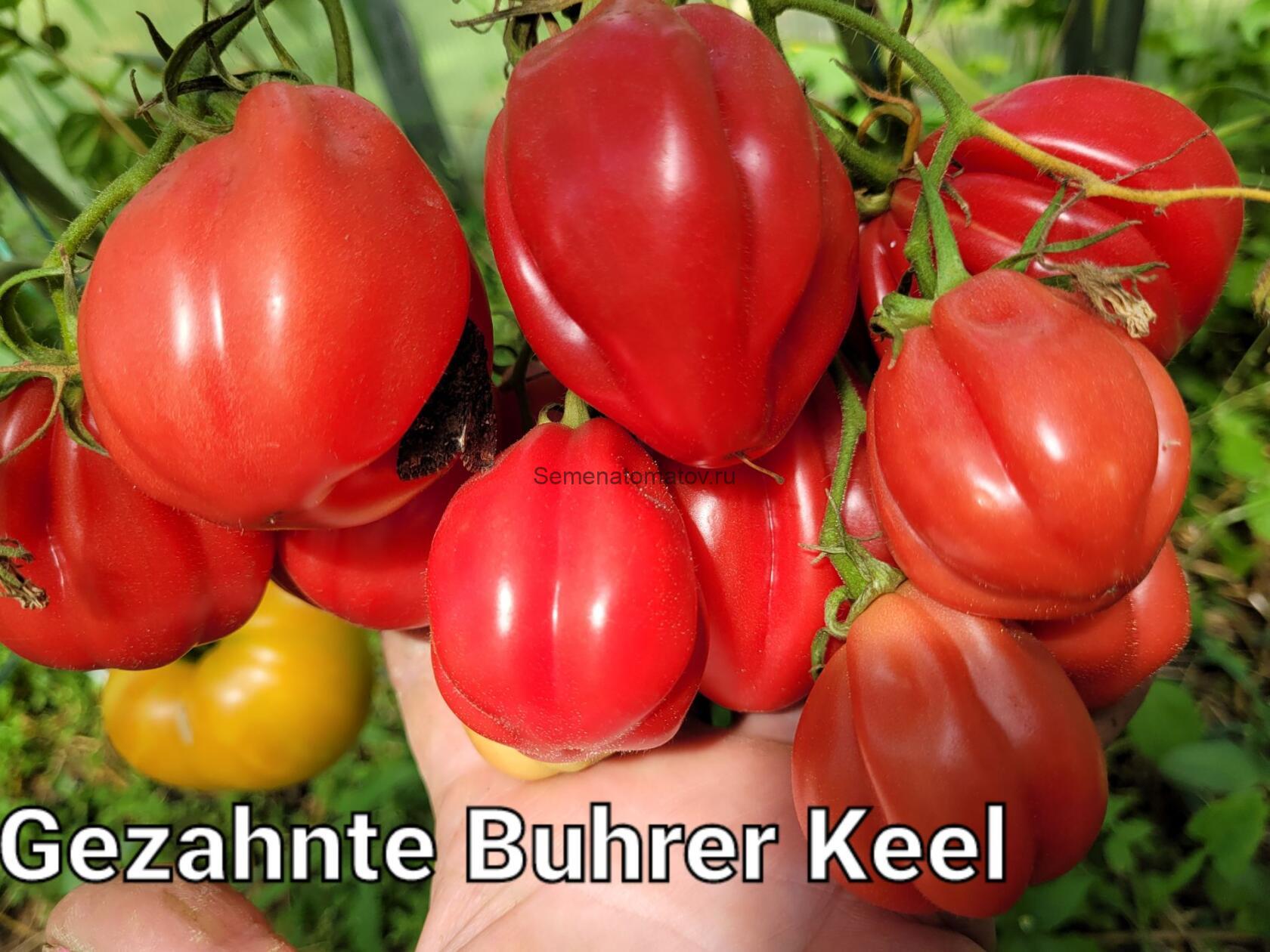 .Gezahnte Buhrer Keel Зубчатый бурер Киль Италия