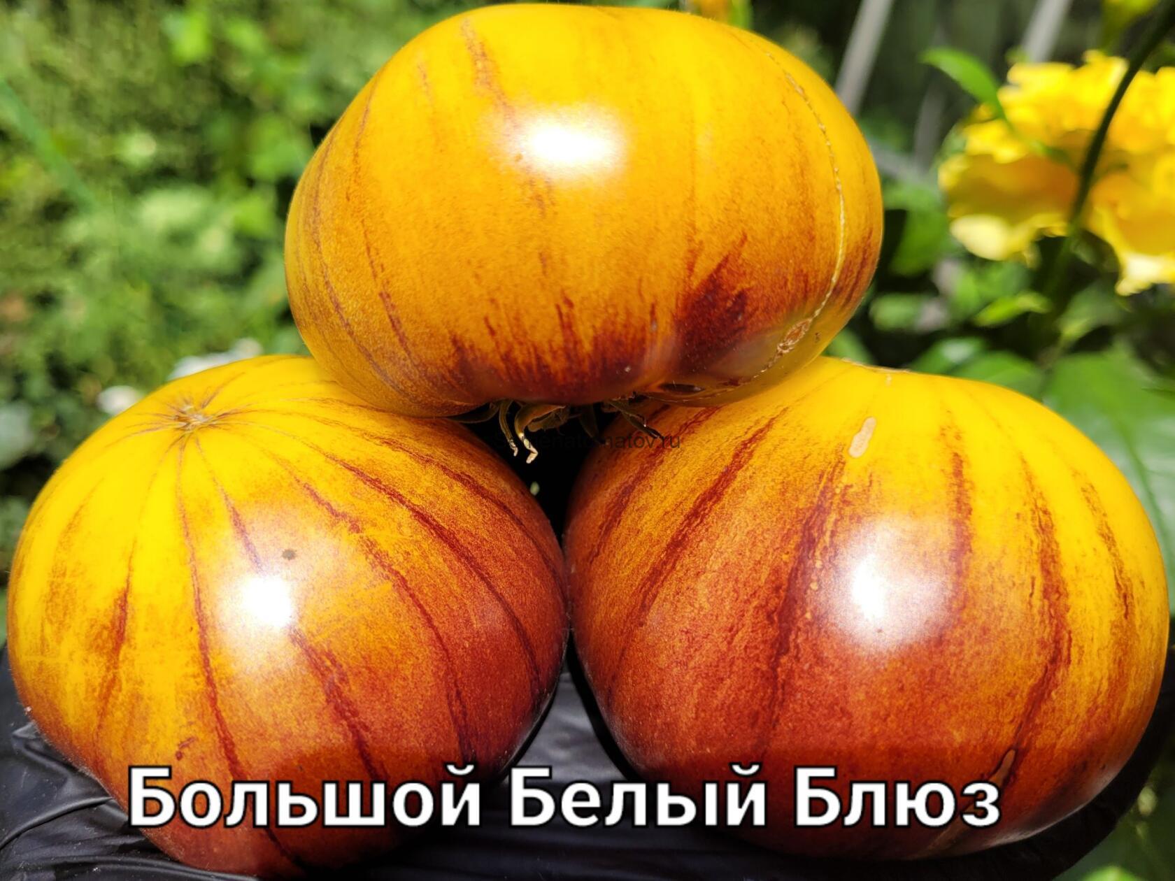 GREAT WHITE Blues (Большой белый блюз)