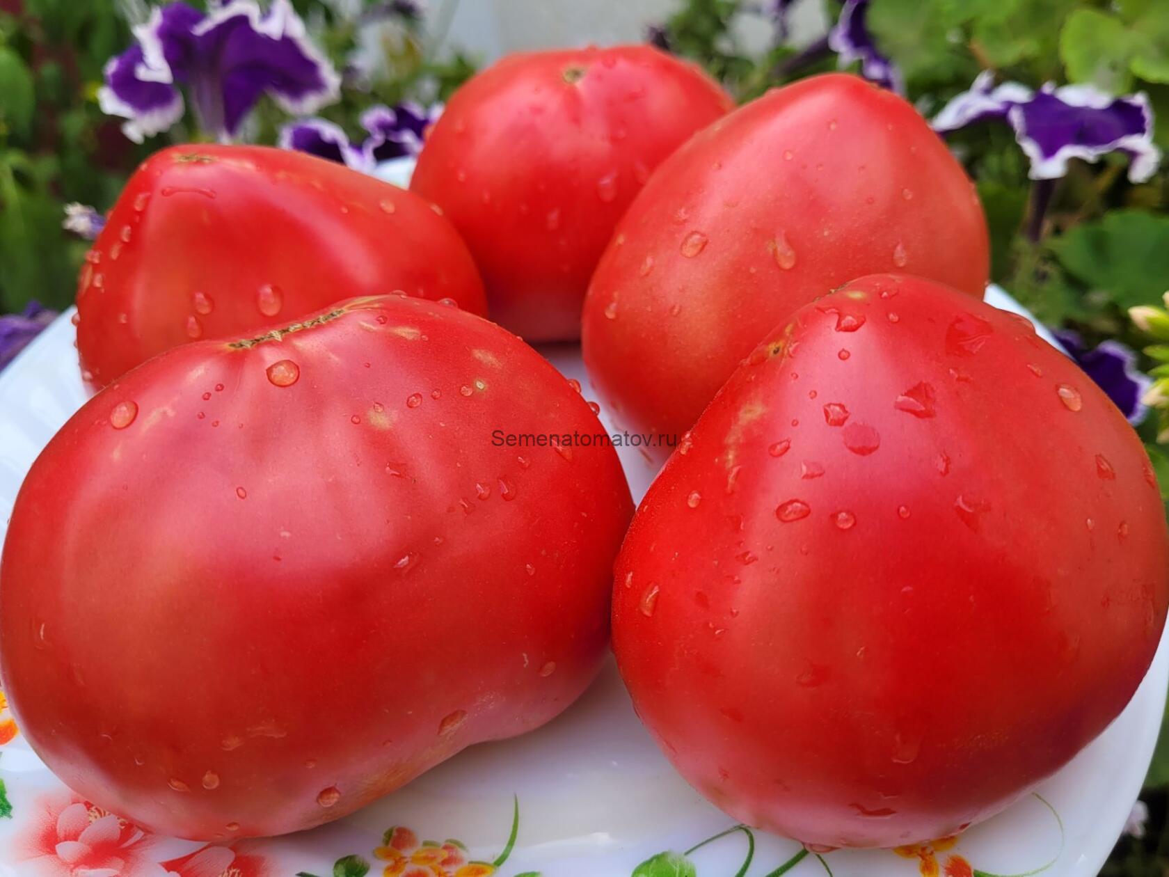 Domingo - D - сорта томатов - tomat-pomidor.com - отзывы на форуме каталог