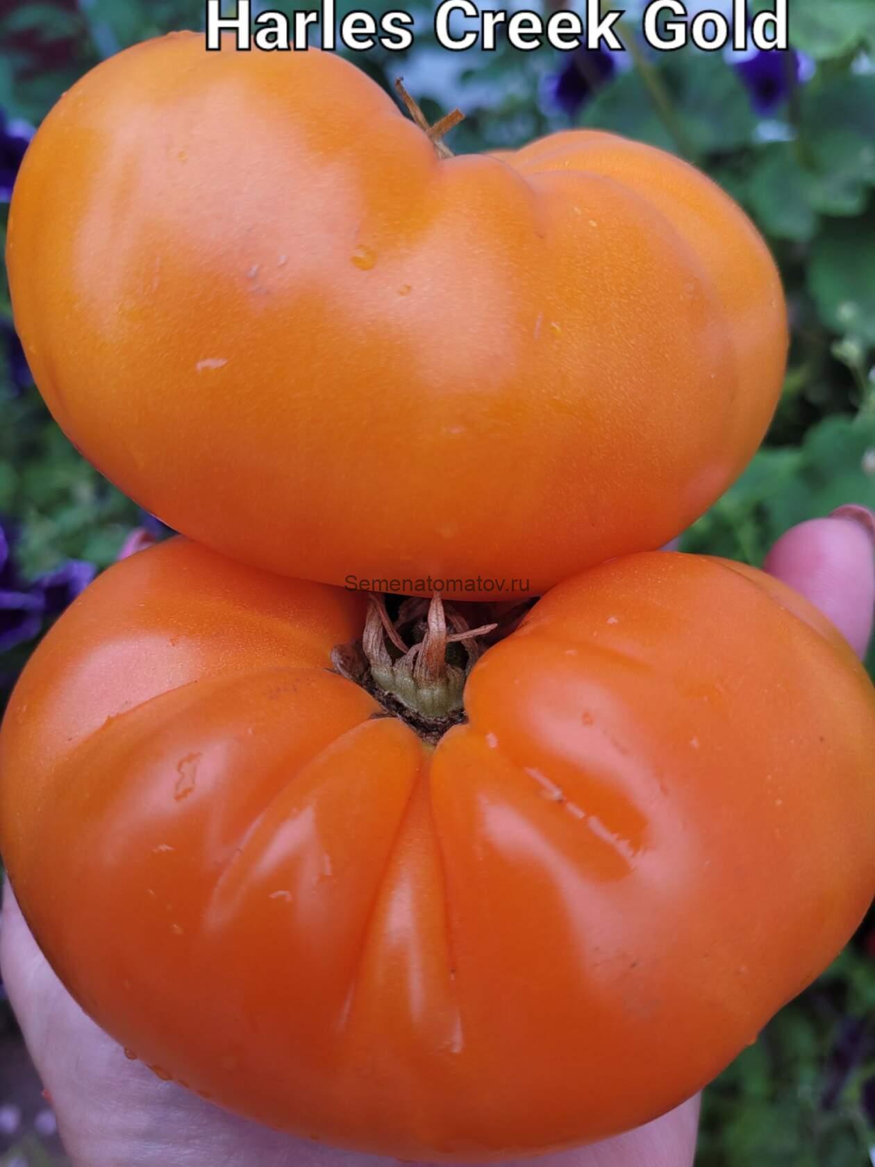 Harless creek gold-Золото Харлесс Крик — изображение 3