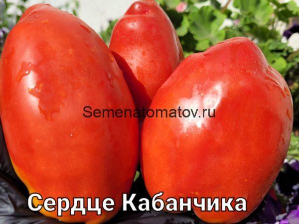 Сердце Кабанчика (Hog Heart)