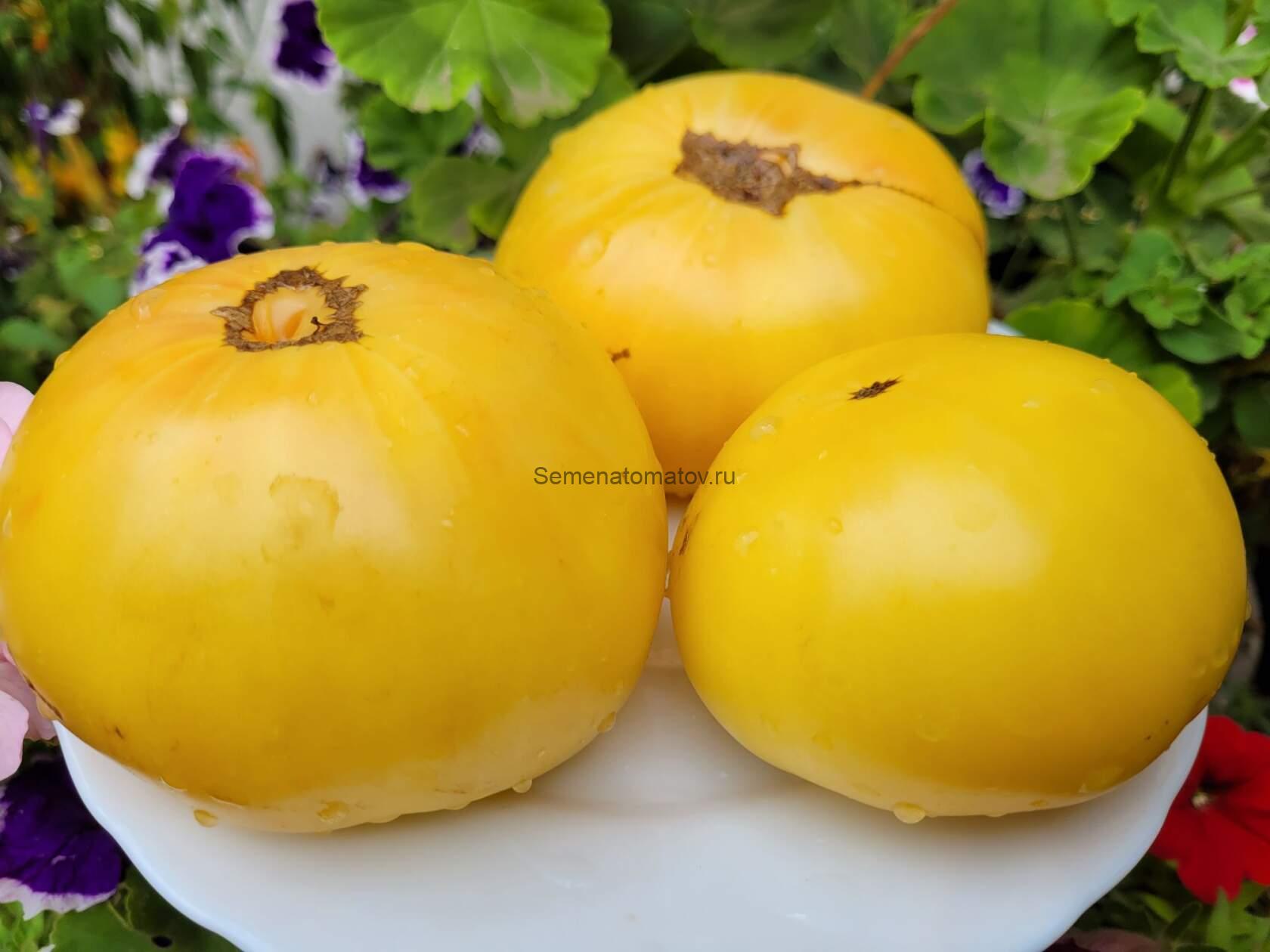 Dwarf Idaho Gem Tomato Гном Драгоценность  Айдахо