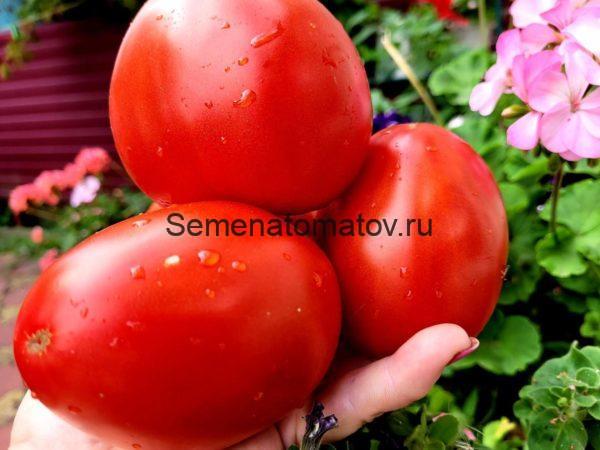 Italian Heirloom Итальянский Семейный