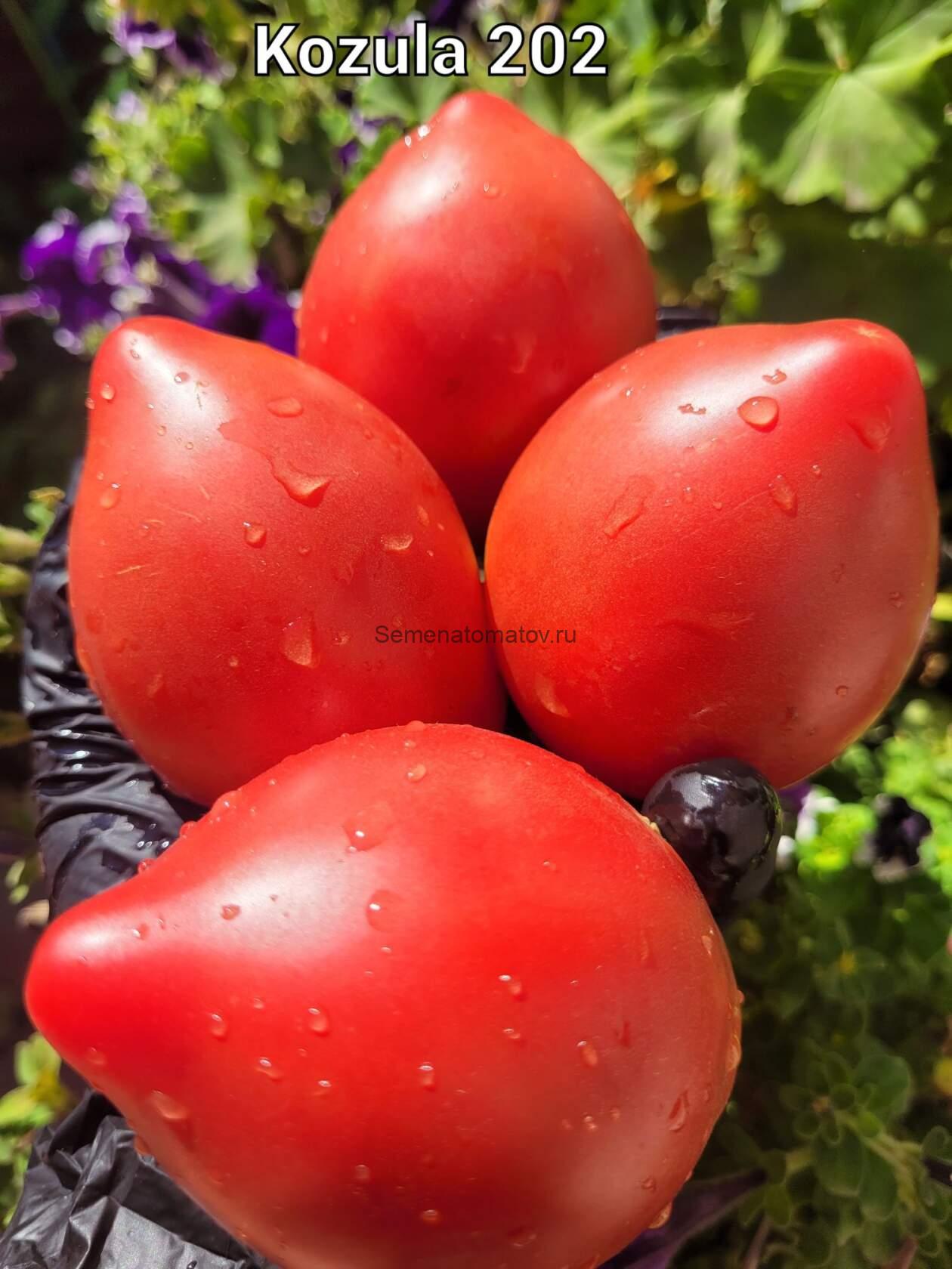 Kozula 202 Польша