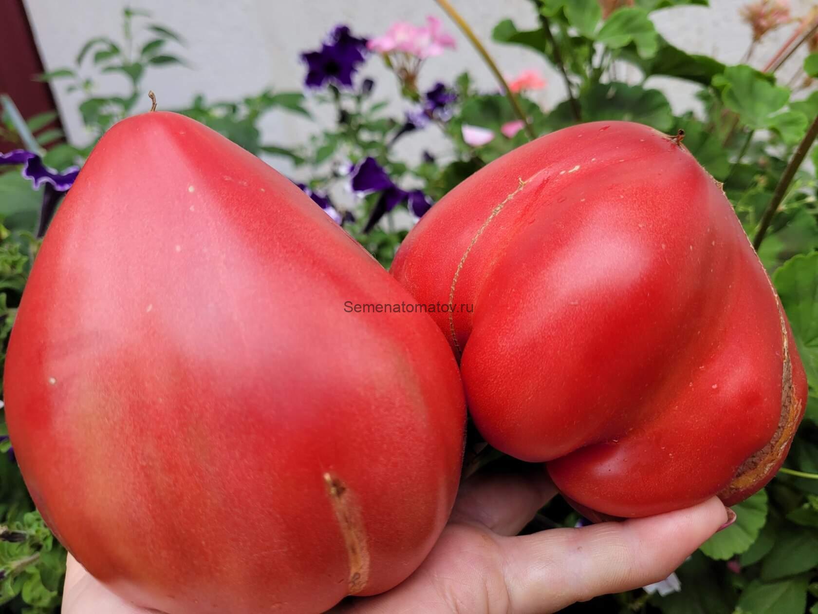 Ландсхутский великан ( Landshuter Riese, Германия)