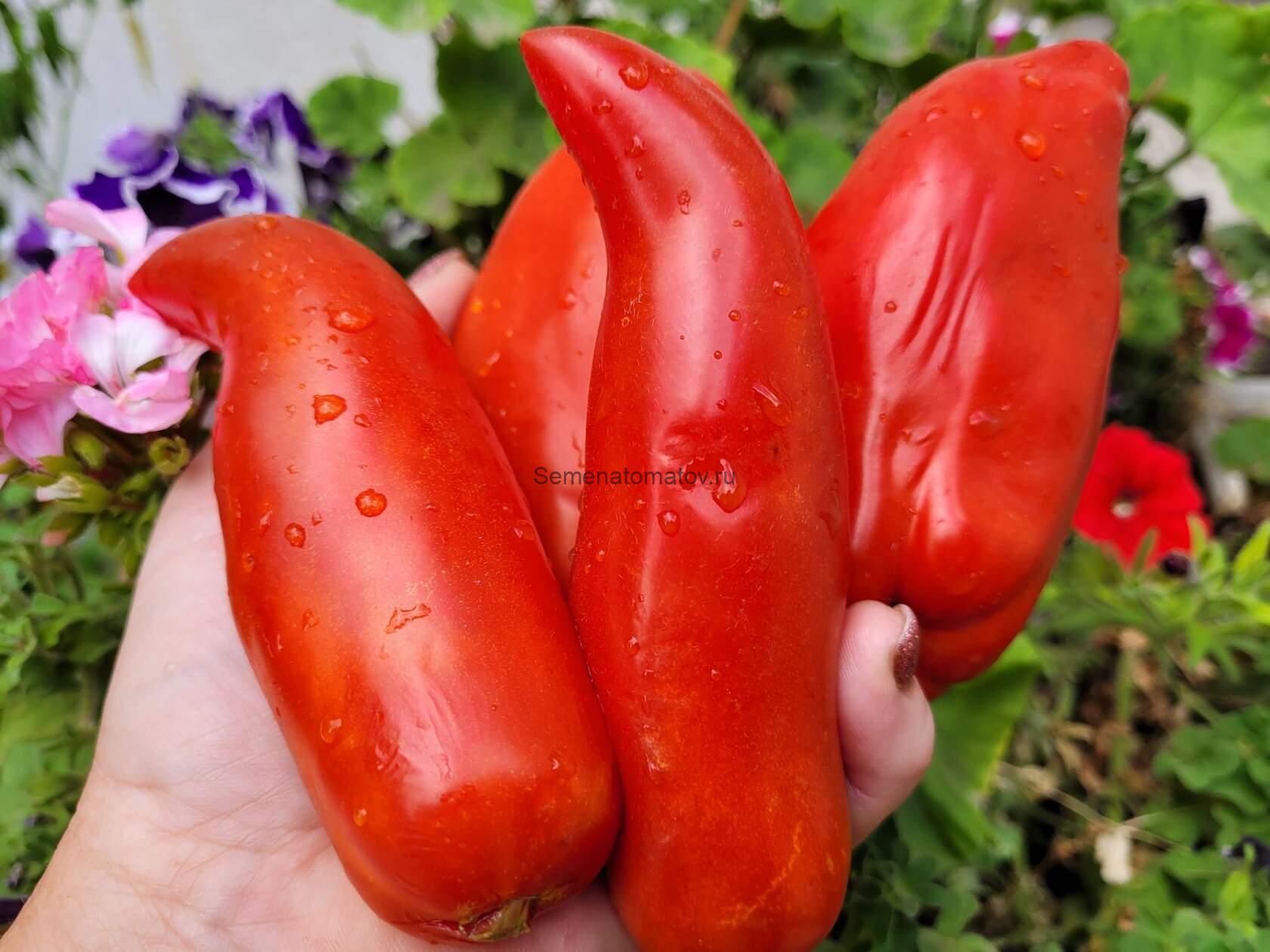 Lycopersicum Capsiciform Ликоперсикум стручковый