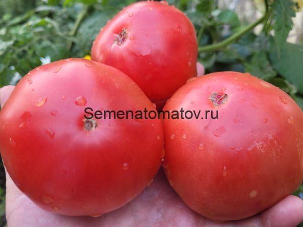 McGarity's Mortgage Lifter Tomato Ипотечный лифтер МакГарити.