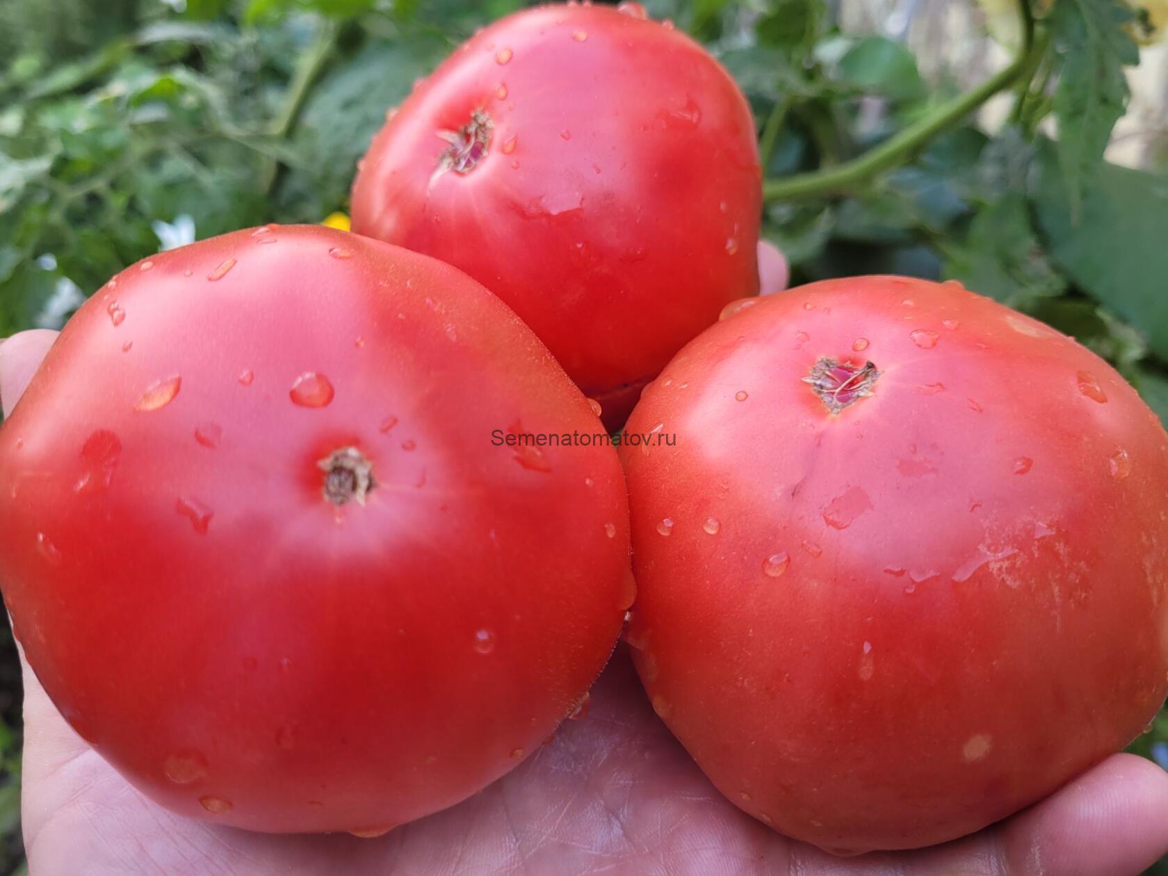 McGarity's Mortgage Lifter Tomato Ипотечный лифтер МакГарити.