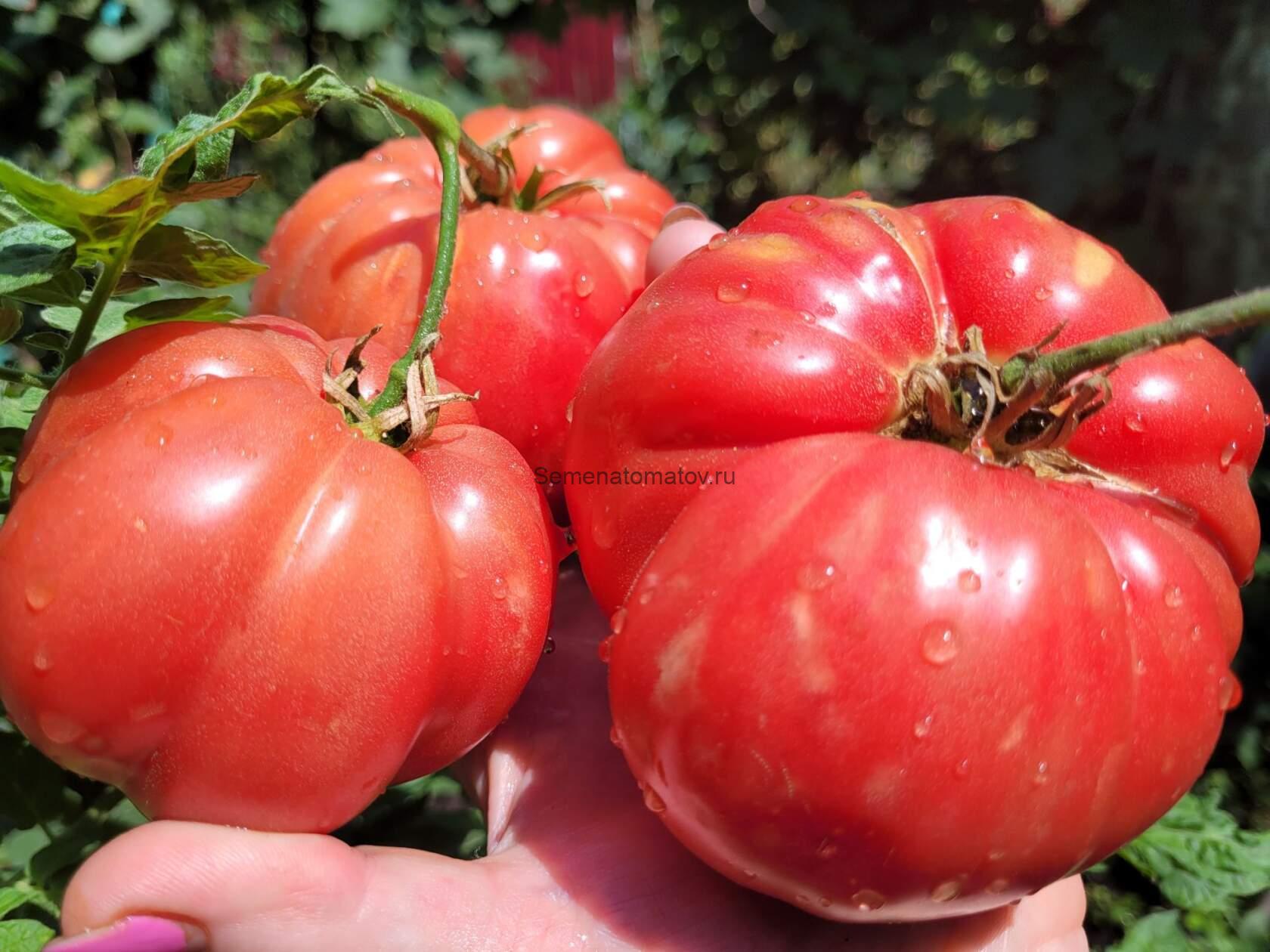 Португальский монстр Майкла (Michael’s Portuguese Monster)