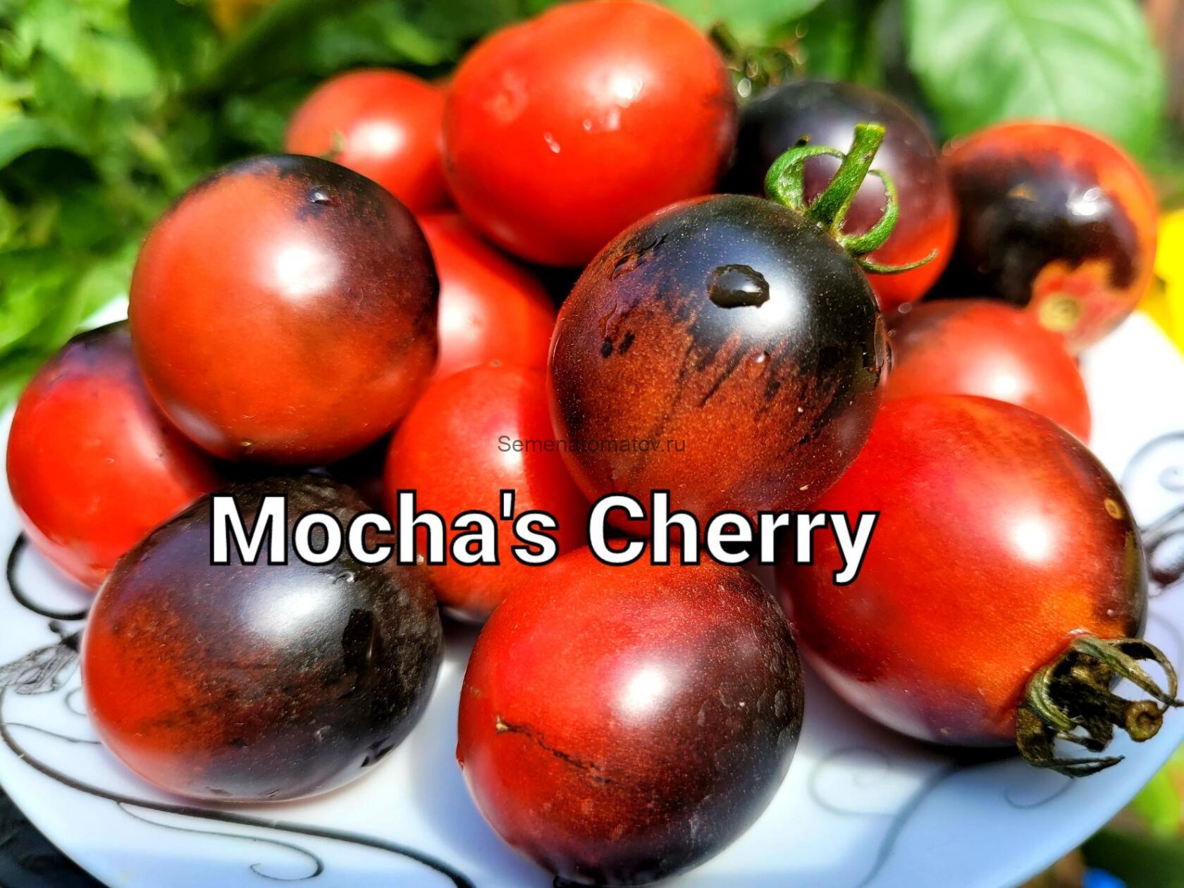 Dwarf Mocha's Cherry Tomato гном  Вишня Мокко