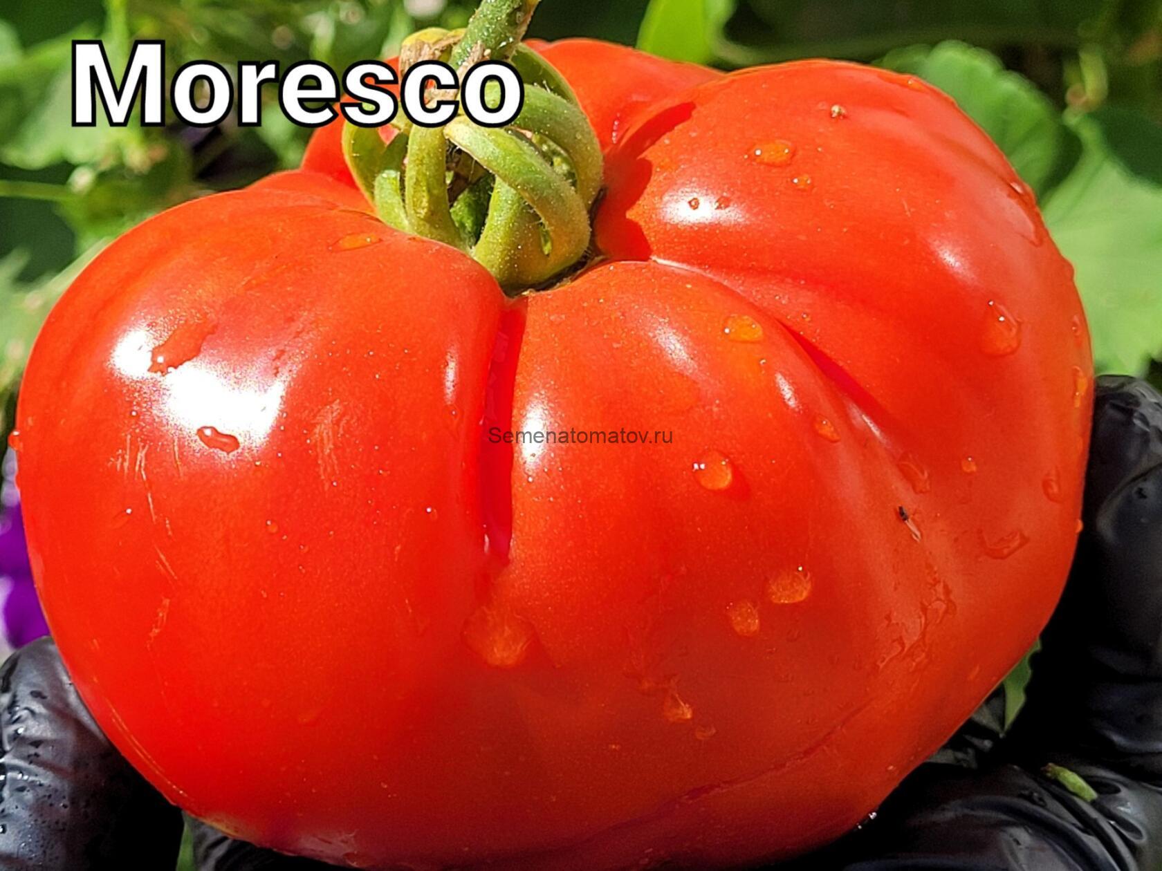 Moresco Мавританский