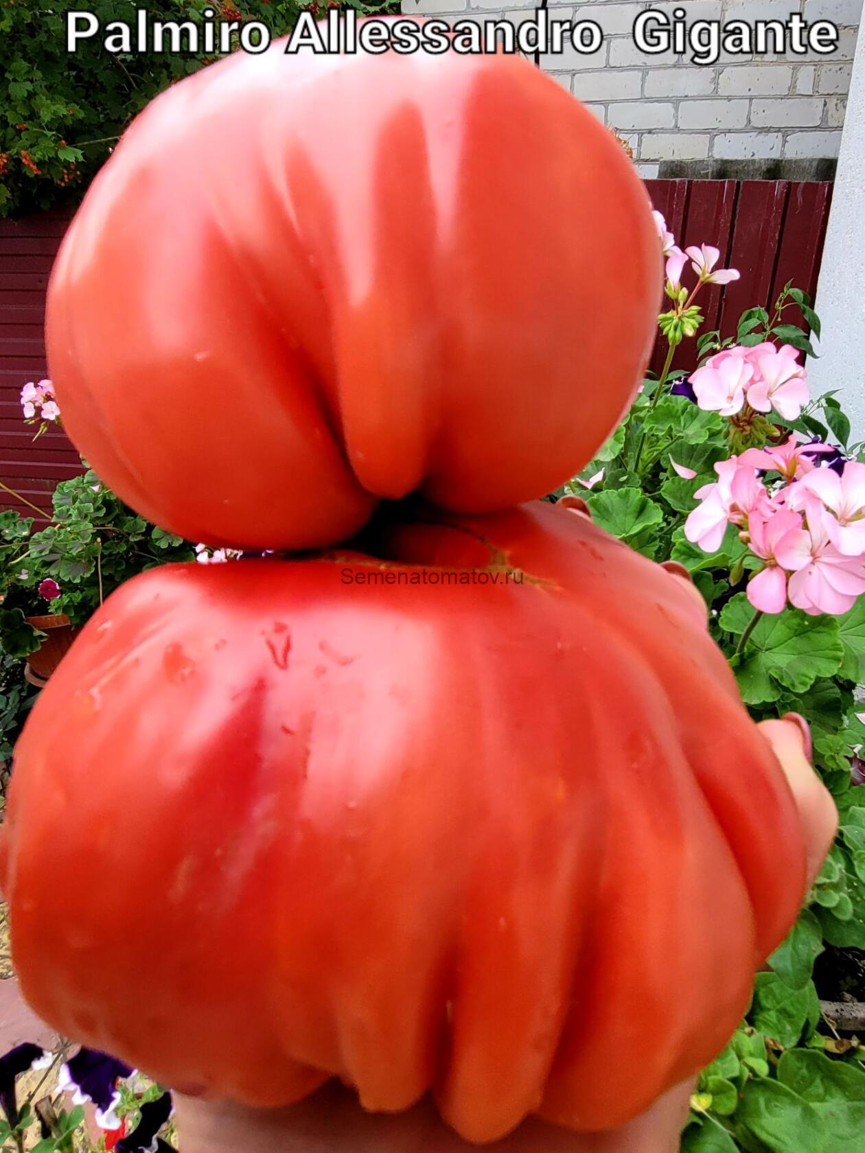 PALMIRO ALESSANDRO GIGANTE-ПАЛЬМИРО АЛЕССАНДРО ГИГАНТ Италия — изображение 2