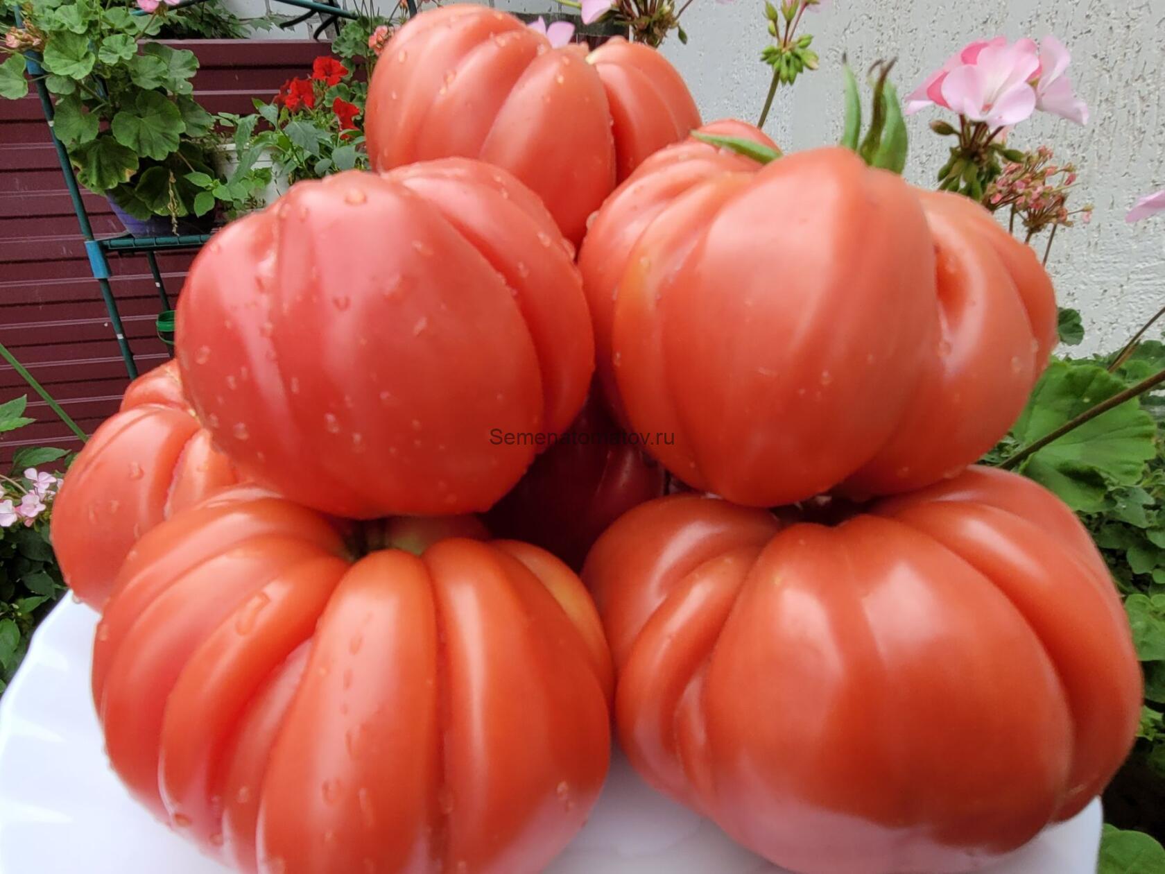 PALMIRO ALESSANDRO GIGANTE-ПАЛЬМИРО АЛЕССАНДРО ГИГАНТ Италия