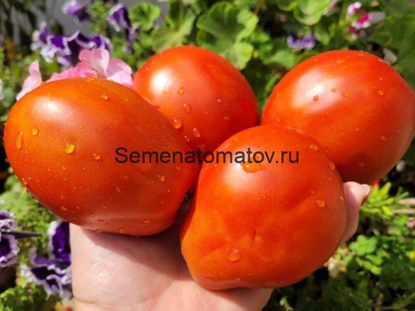 POMODORO DEL NONNO DI EUPILIO-ПОМИДОРЫ ДЕДУШКИ ЭУПИЛИО Италия