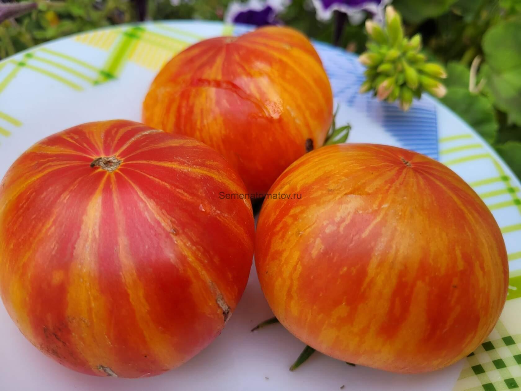 PATTY'S YELLOW STRIPED BEEFSTEAK БИФШТЕКС ПЭТТИ В ЖЕЛТУЮ ПОЛОСКУ