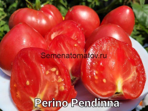 Perino Pendina  2