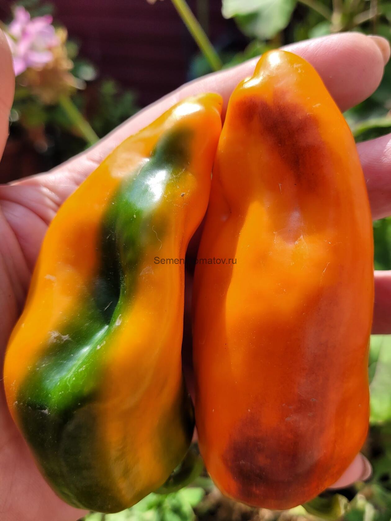 Pippin's Golden Honey Золотой медовый Пипина