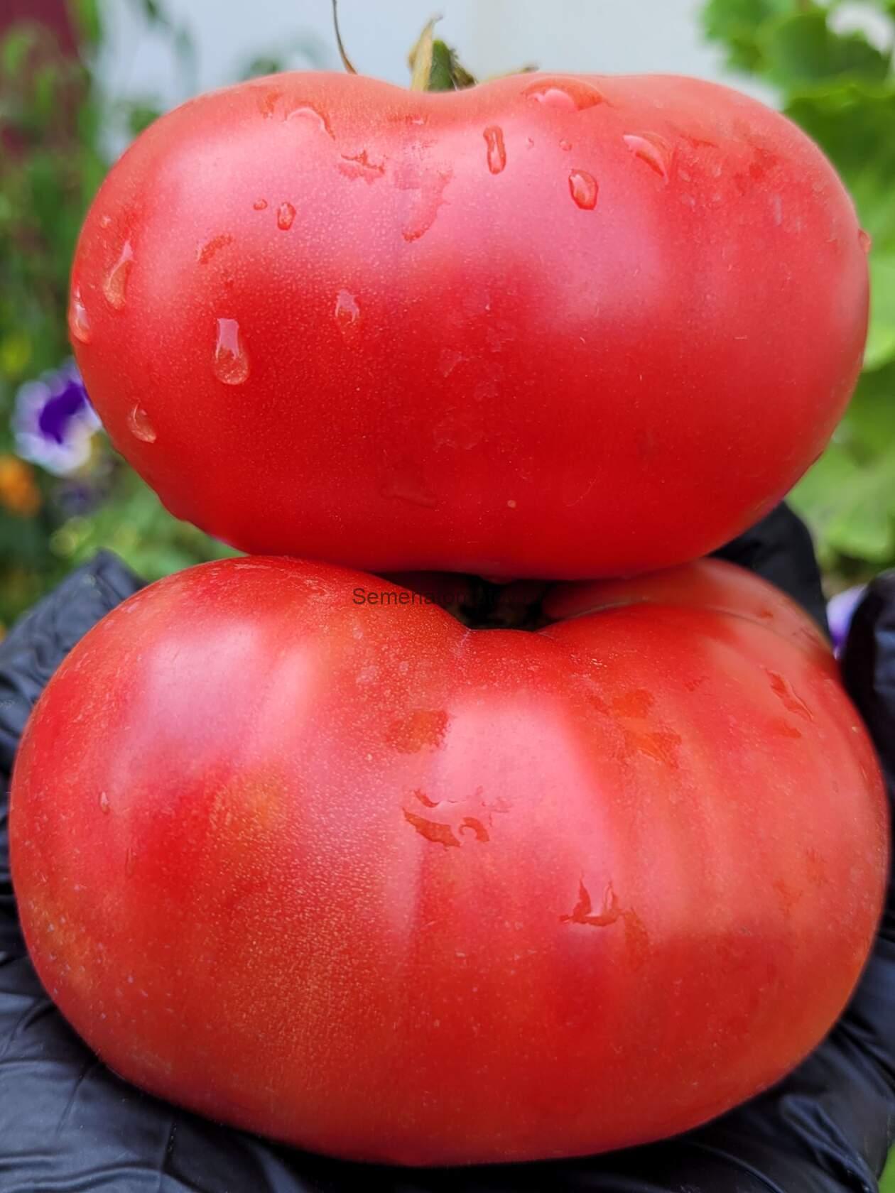 Rose du Liban,  Ливанская роза