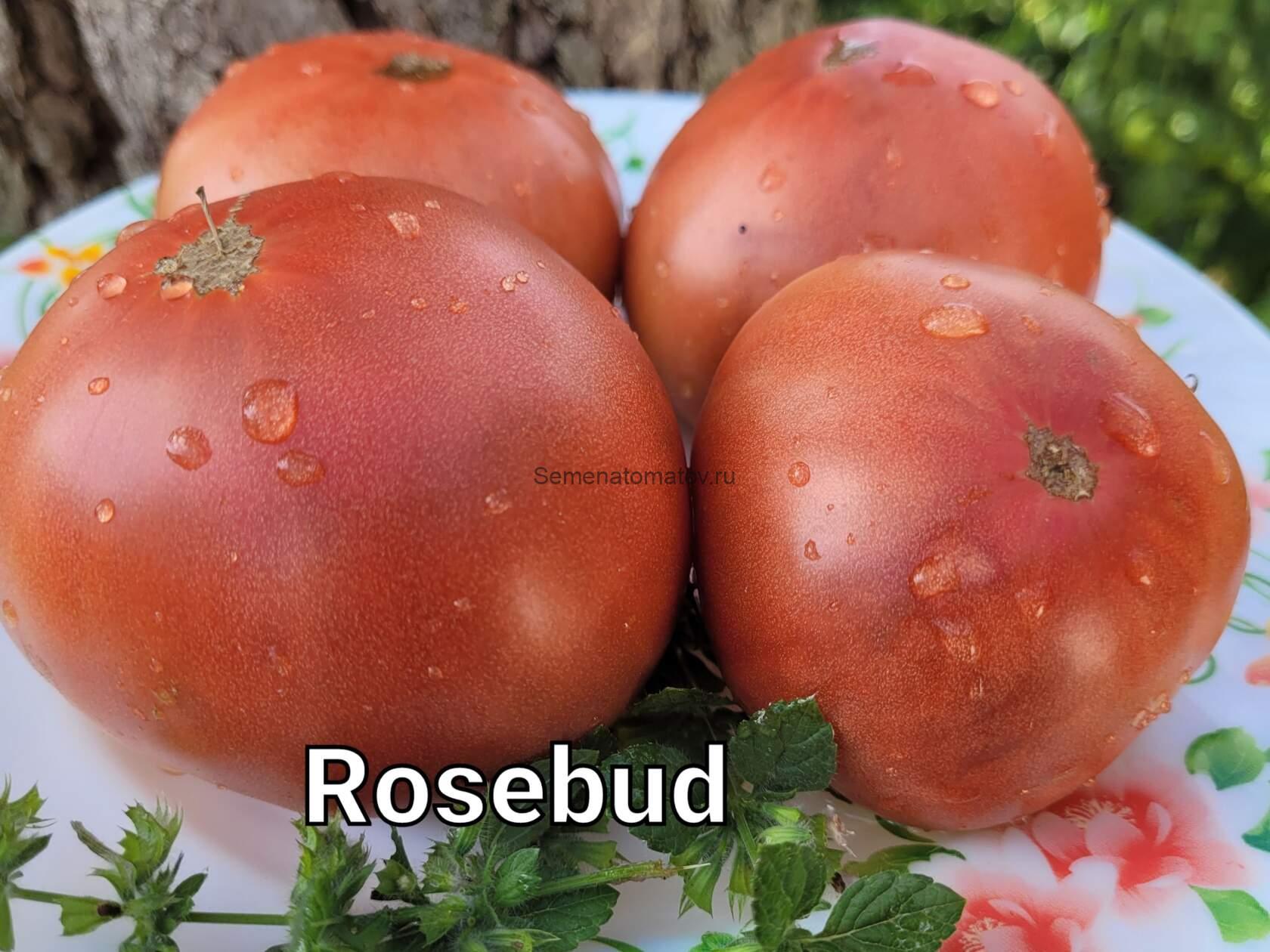 Rosebud Бутон Розы