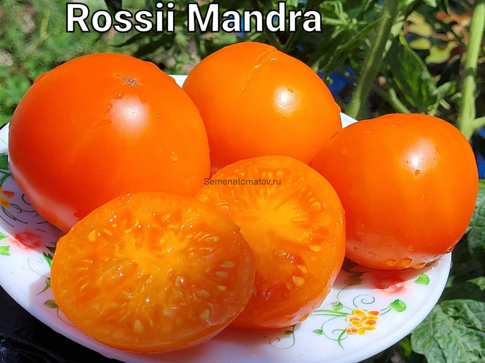 Rosii mandra Galbene,