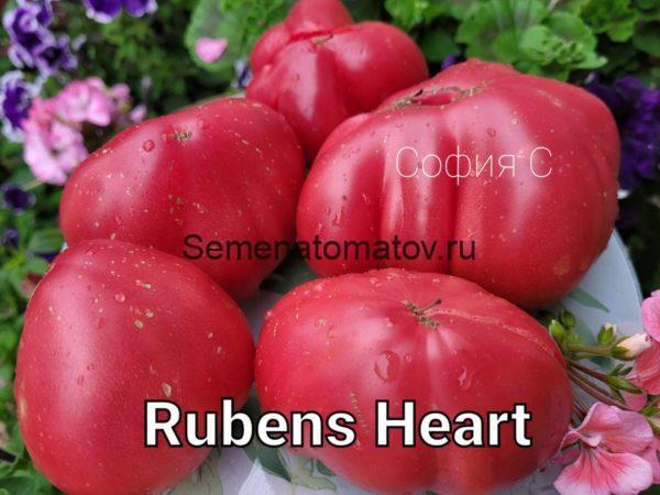 Rubens Heart Сердце Рубенса