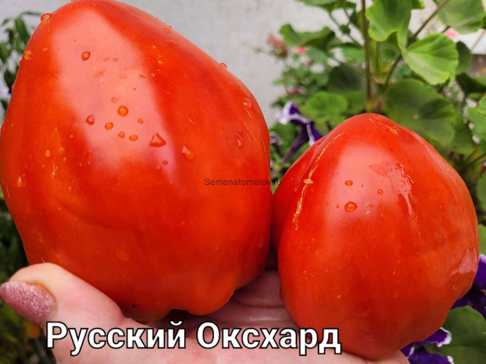 Русский Оксхарт (Russian Oxheart) Канада