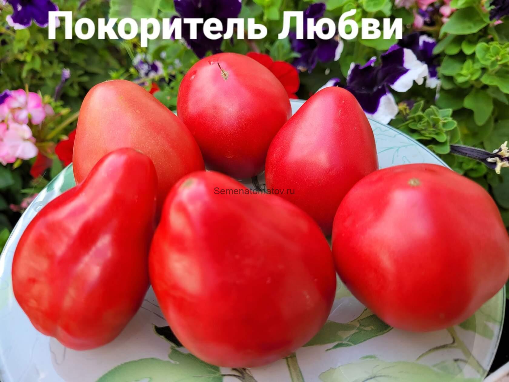 SUBJUGATOR OF LOVE ПОКОРИТЕЛЬ ЛЮБВИ