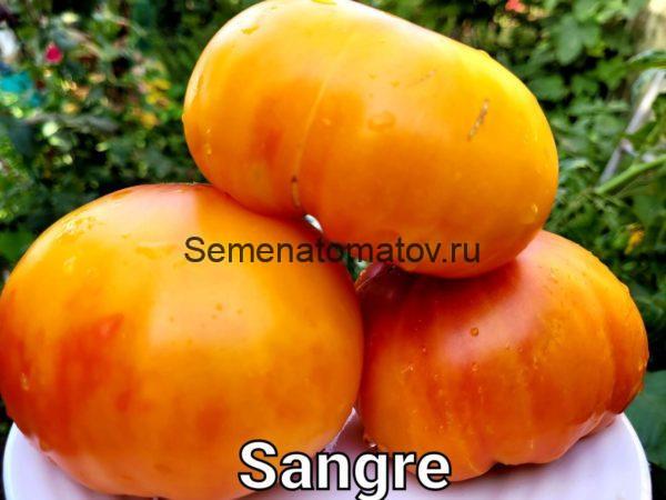 SANGRE  Кровь