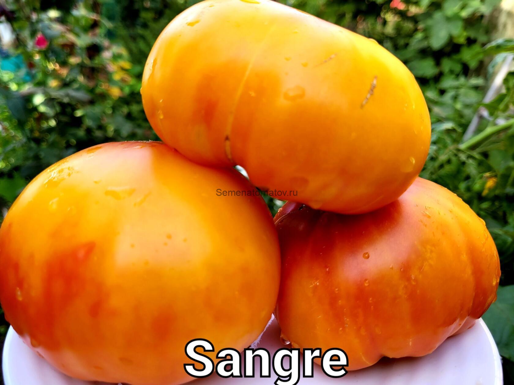 SANGRE  Кровь