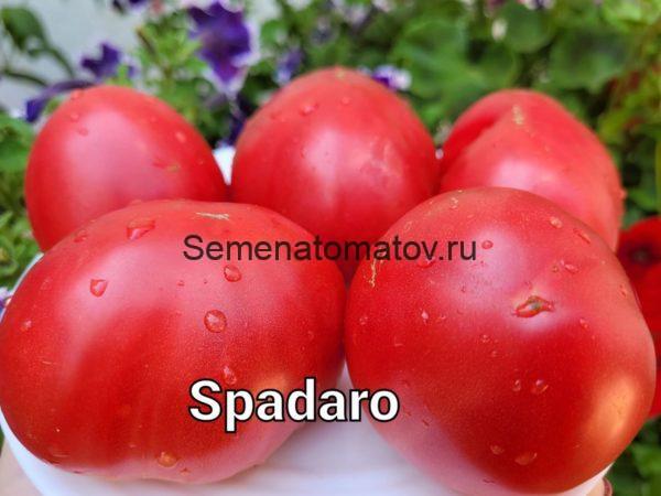 Spadaro (Спадаро)