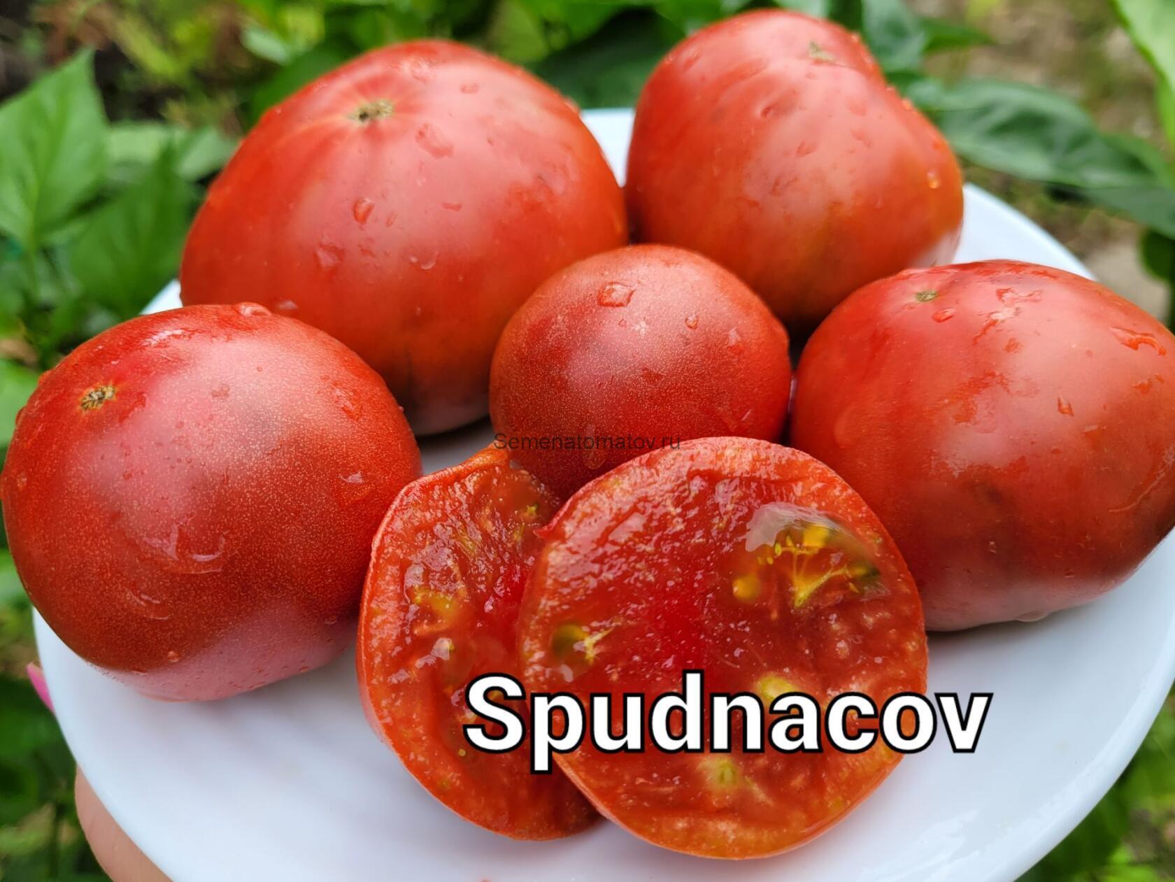 Spudnоcov  Спудноков