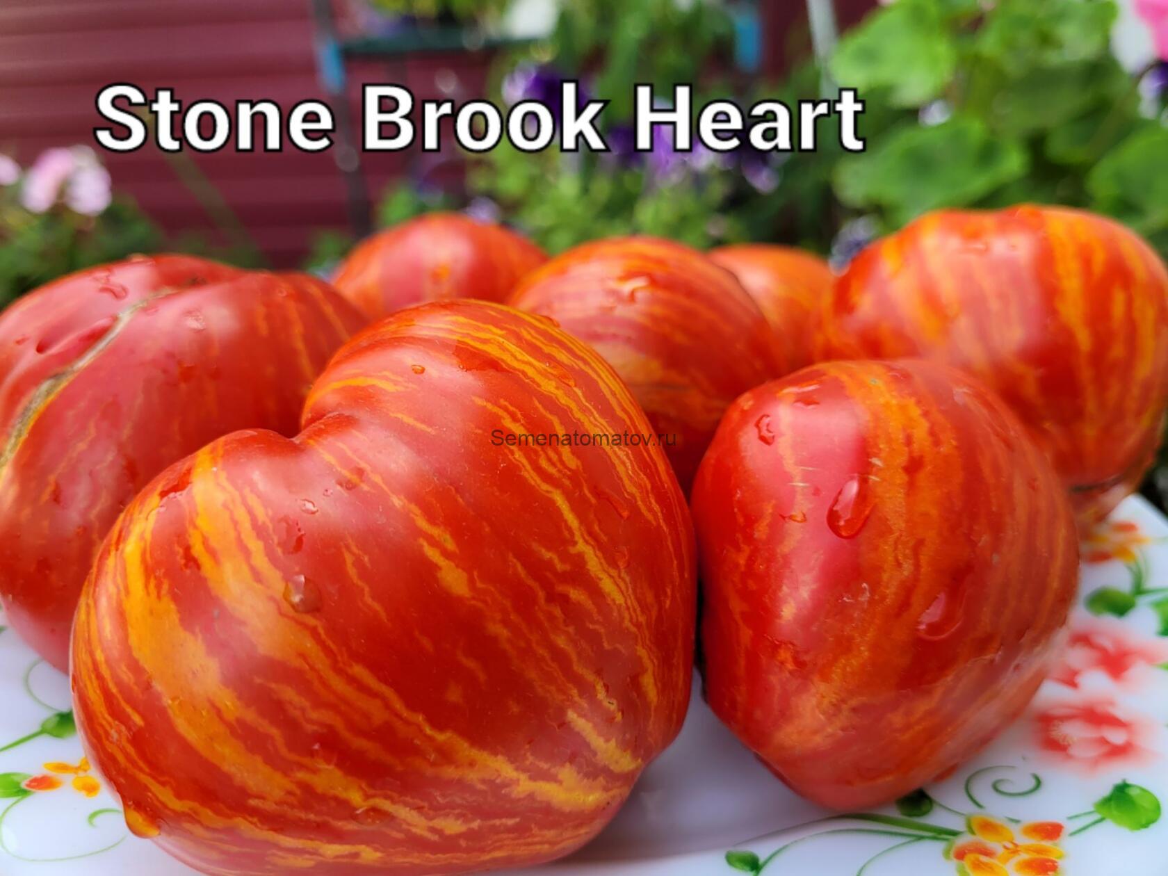 Dwarf Stony Brook Heart Tomato  Гном Stony Brook Heart