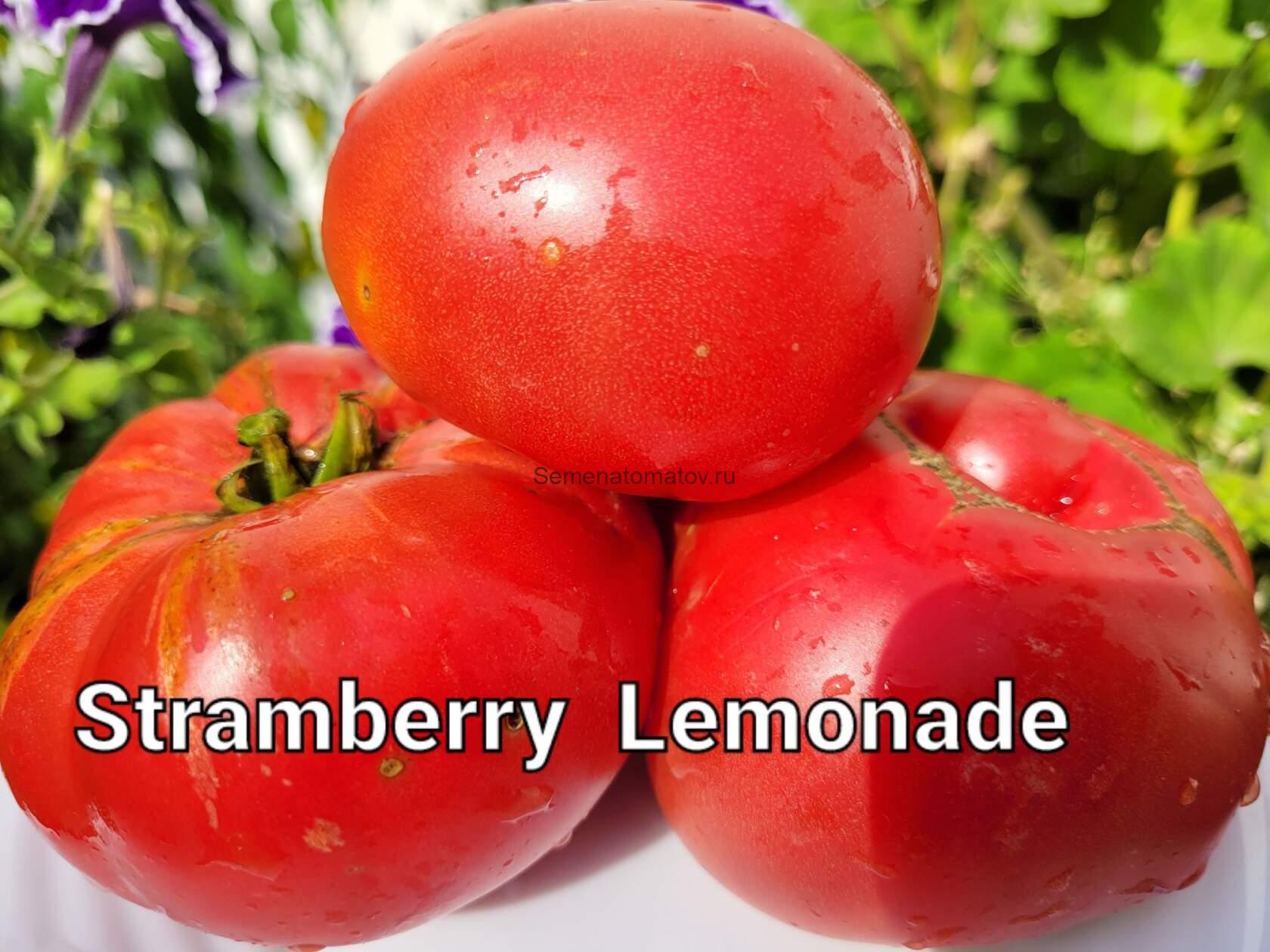 Dwarf Strawberry Lemonade Tomato Гном Клубничный Лимонад