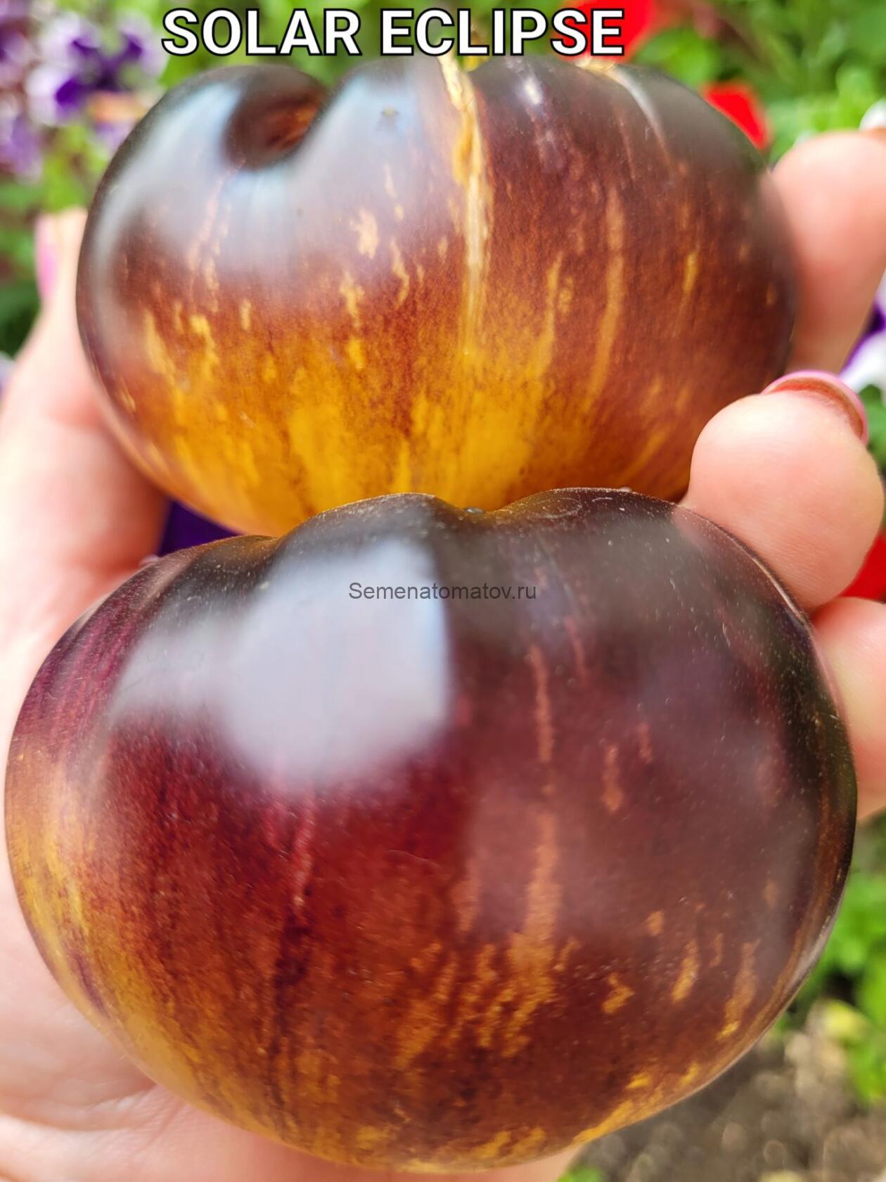 Sunny eclipse / Солнечное затмение