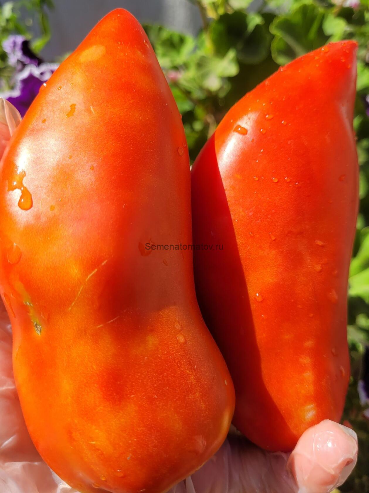 Super Corro di Paolo Супер Рог Павла ИТАЛИЯ